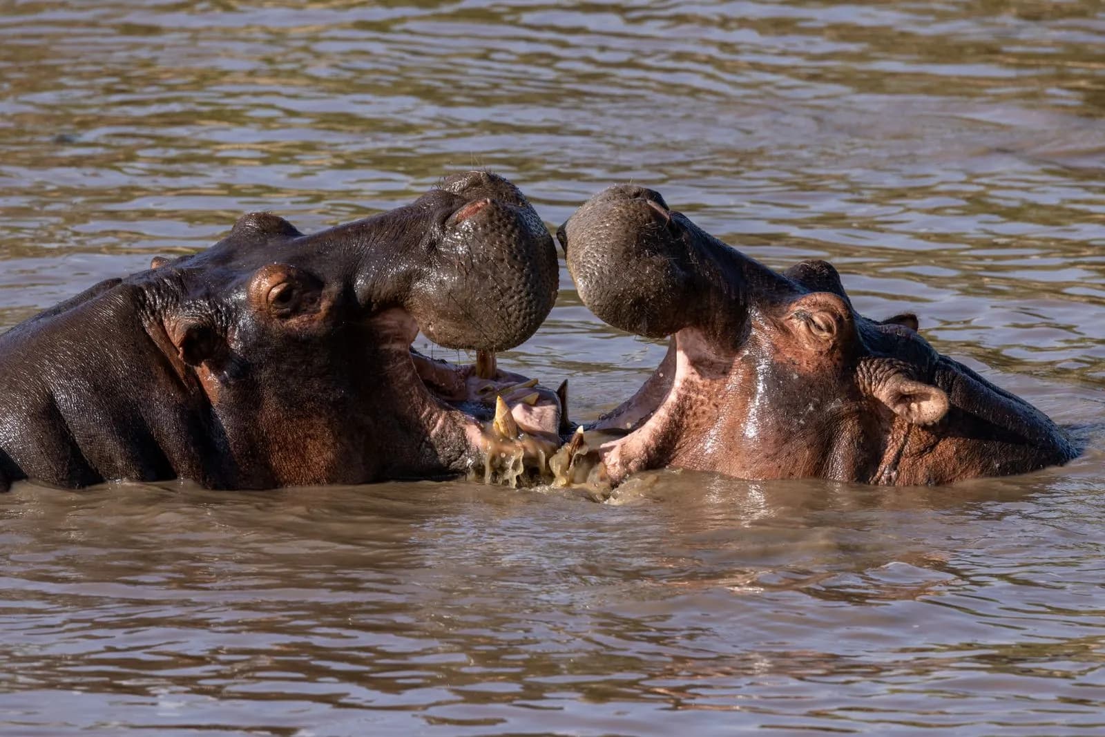 Two wild hippopotamus fighting with open mouths in the river water during a safari wildlife encounter