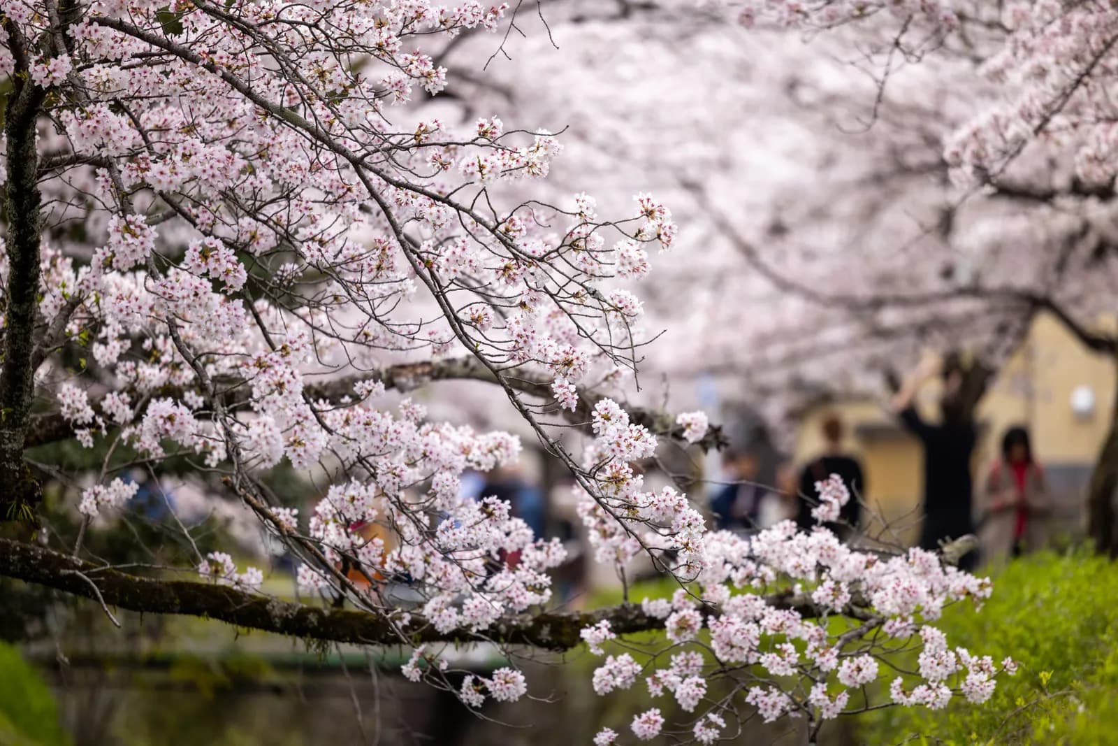 Cherry blossoms in full bloom during spring season in a public park with blurred people