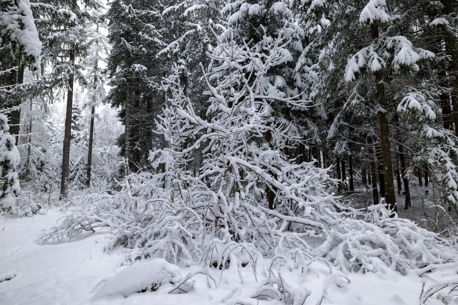 Heavy snowfall covering dense forest trees with fresh white blanket