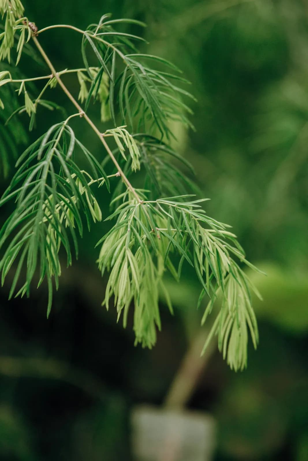 Close up of fresh green pine needles on a branch in a forest setting for nature background
