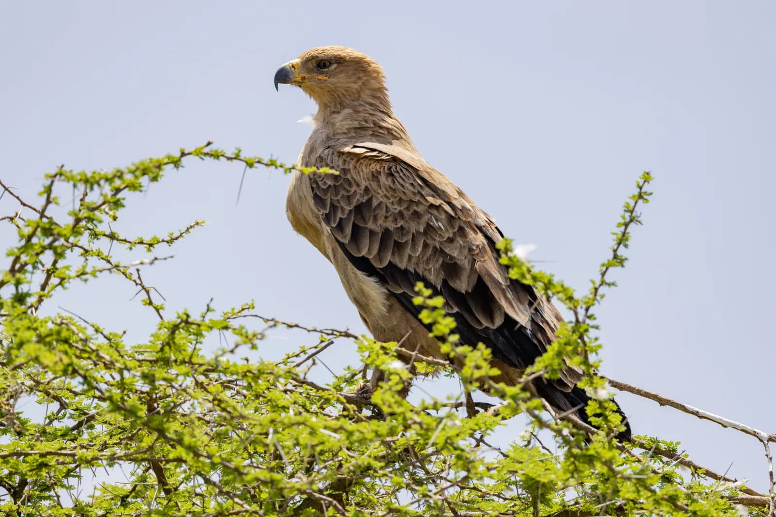 Tawny eagle perched on a green acacia tree branch in the african savanna wilderness
