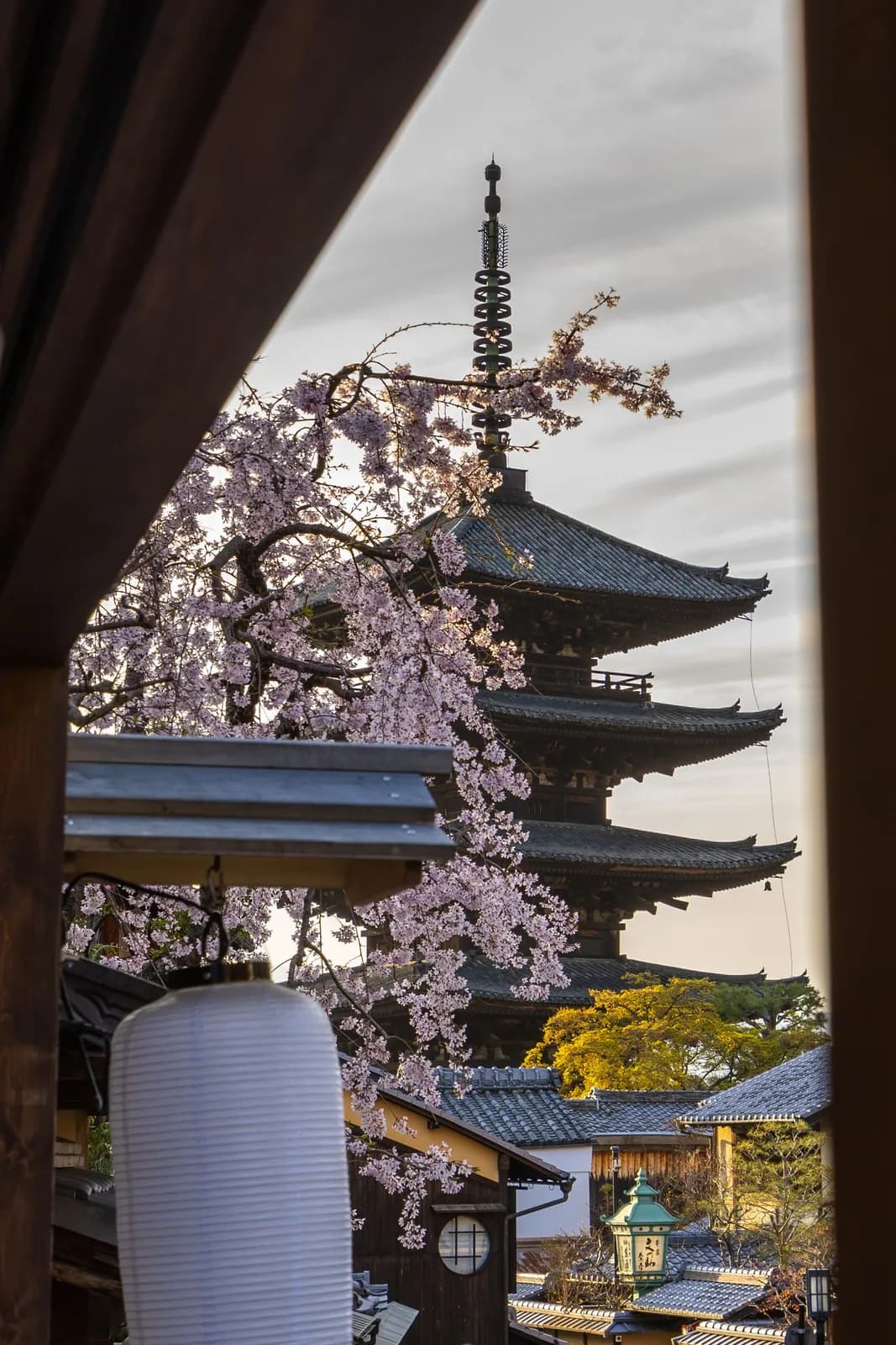Yasaka pagoda view with blooming cherry blossoms in kyoto during spring season