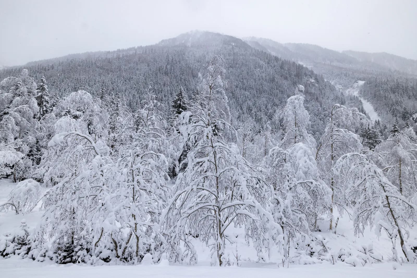 Winter wonderland forest covered in heavy snow with mountain backdrop