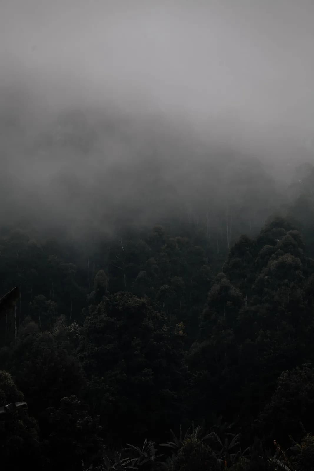 Dense forest landscape covered in thick morning fog and moody atmosphere for nature background