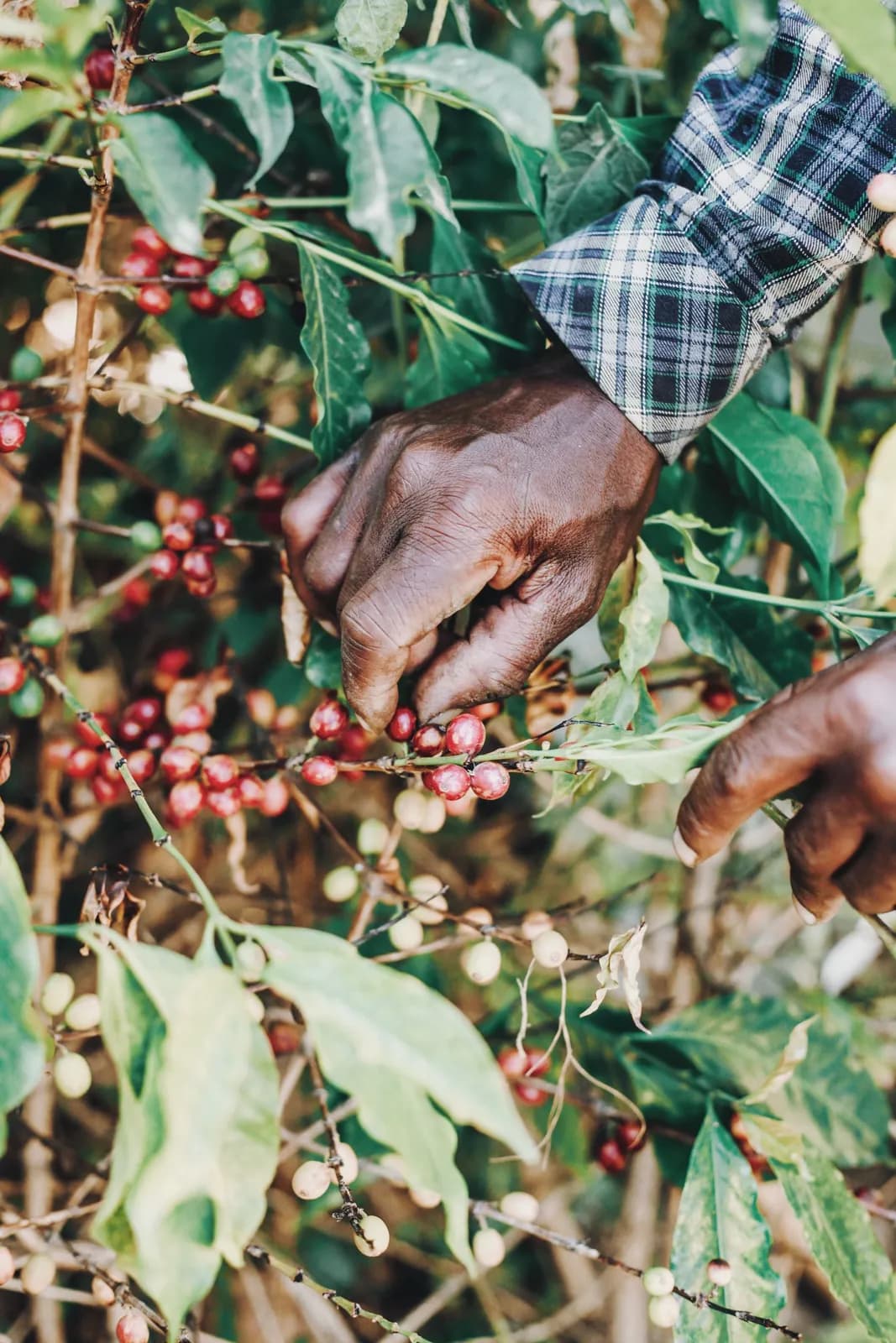 Farmer hands harvesting ripe red coffee cherries from a green coffee plant on a plantation farm