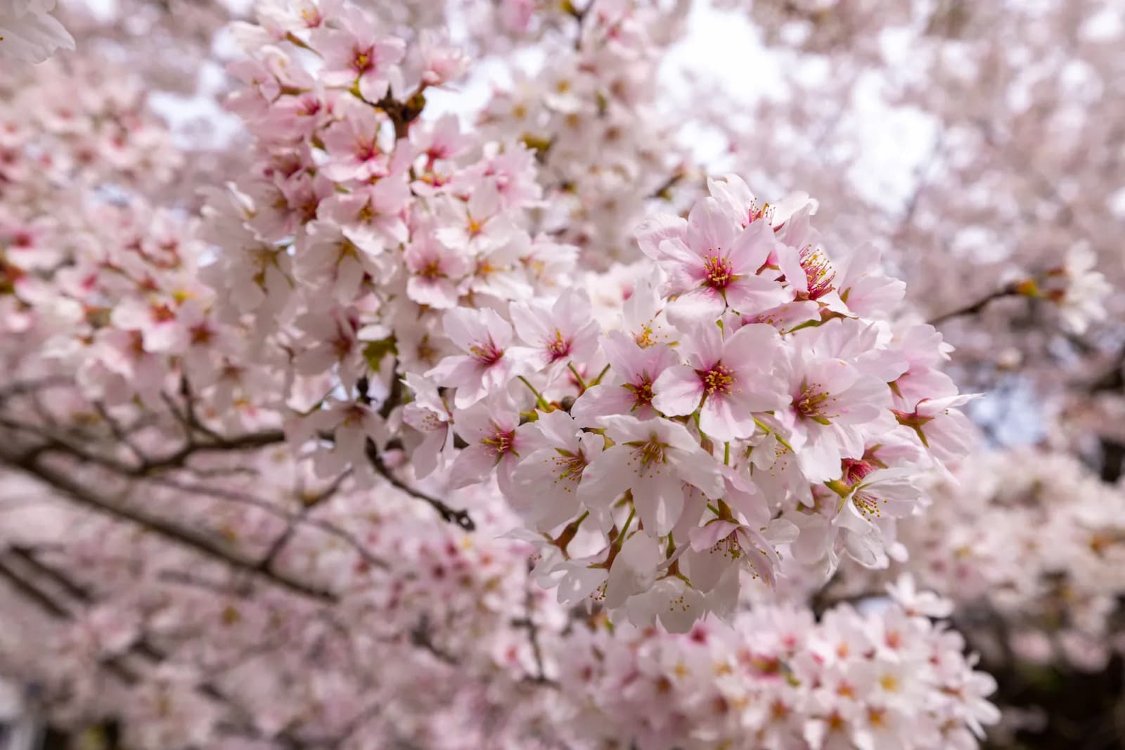 Pink cherry blossoms blooming on tree branches during spring season
