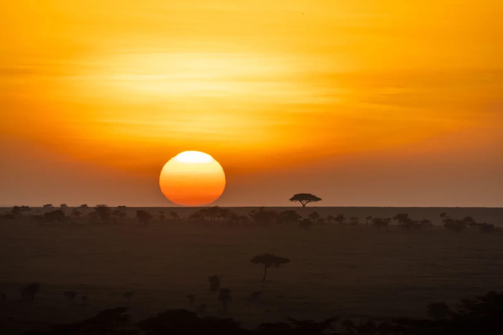 Vibrant golden sunset over the african savanna landscape with acacia trees on the horizon