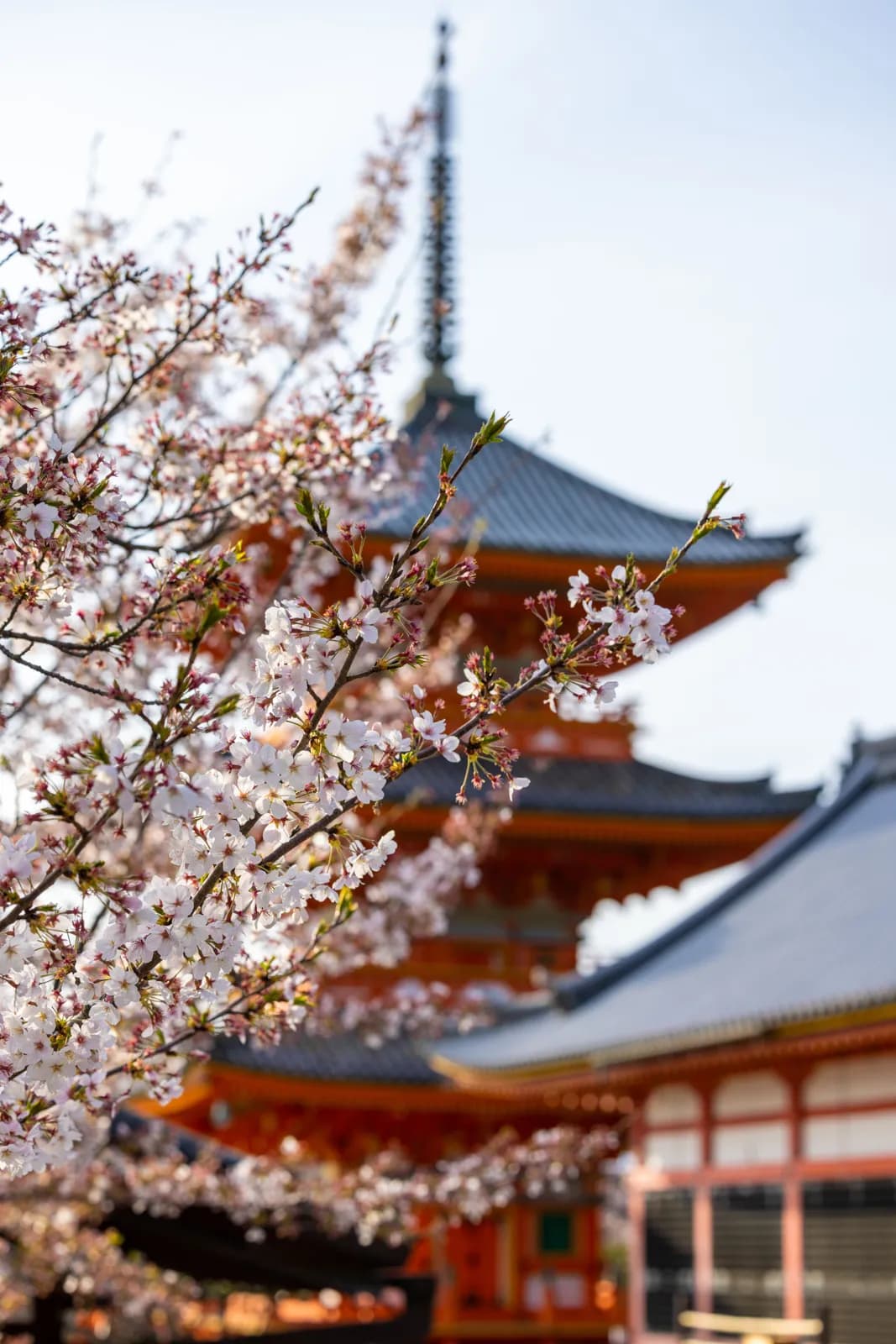 Cherry blossoms in full bloom at a traditional japanese temple pagoda during spring season