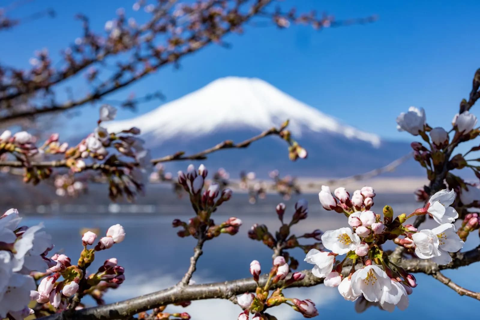Mount fuji view with blooming cherry blossoms in spring season in japan