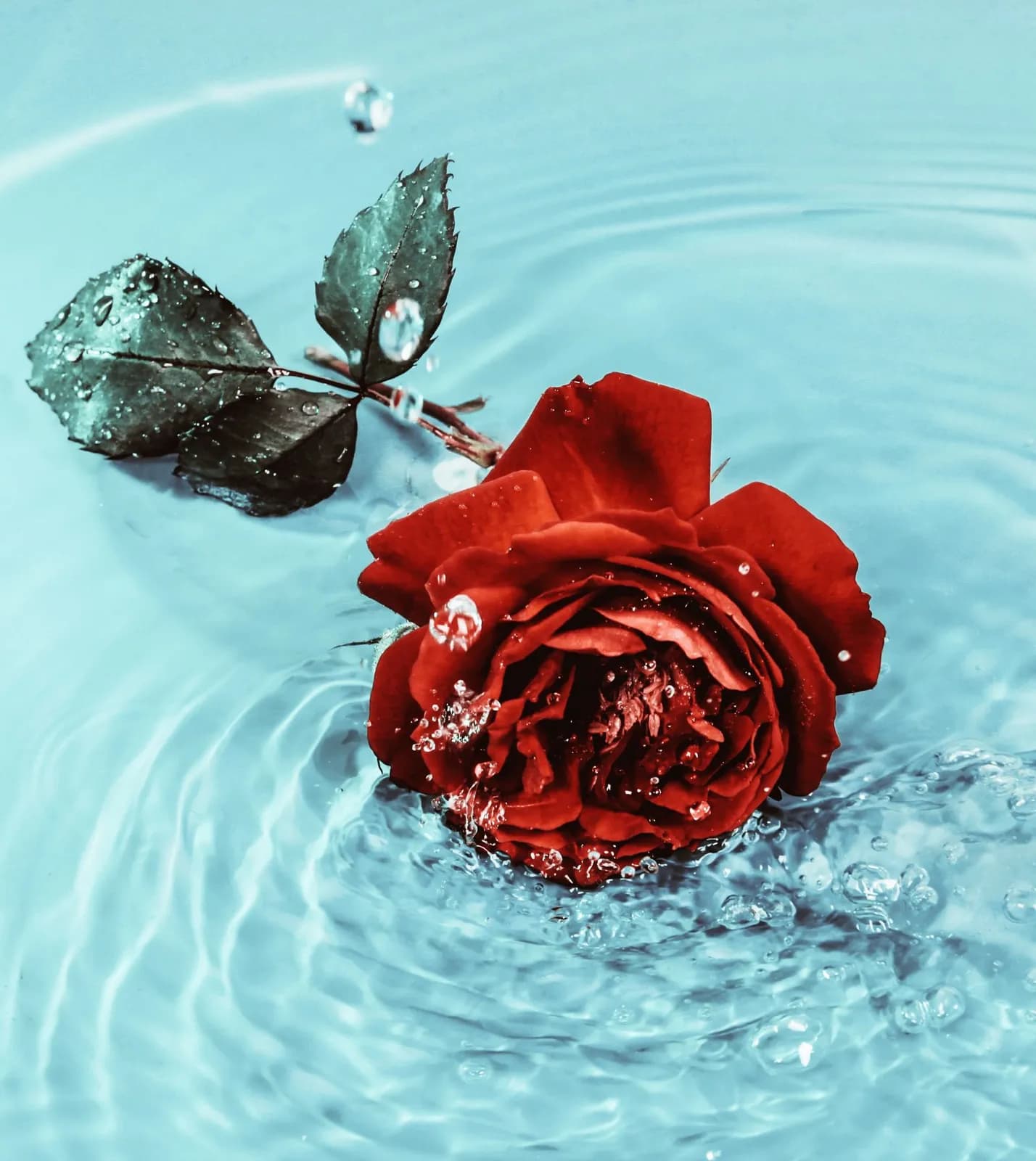 Red rose flower floating on blue water surface with splashing droplets and ripples