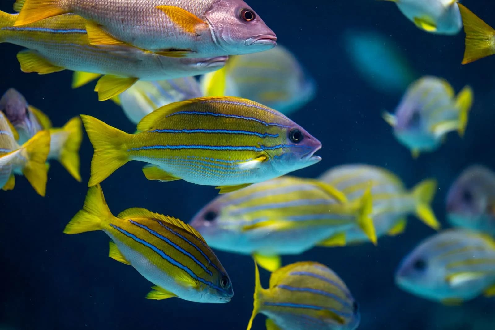 School of blue striped snapper fish swimming underwater in the deep ocean coral reef environment