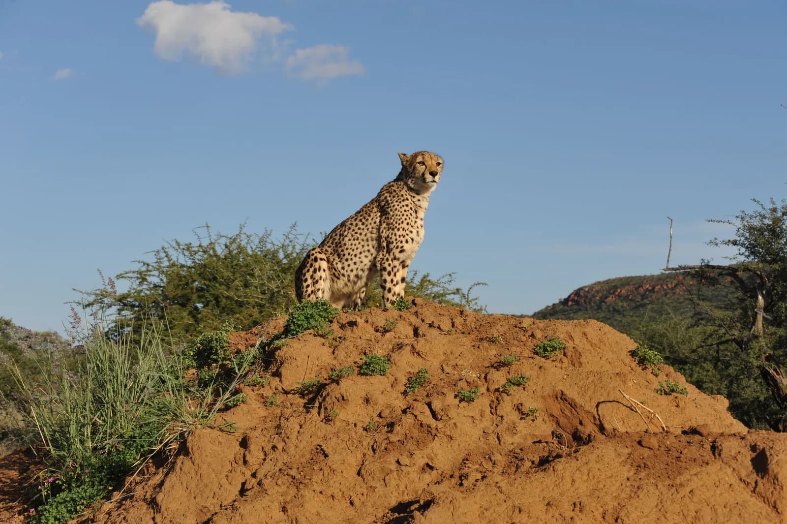 Wild cheetah sitting on a dirt mound in the african savanna under a clear blue sky