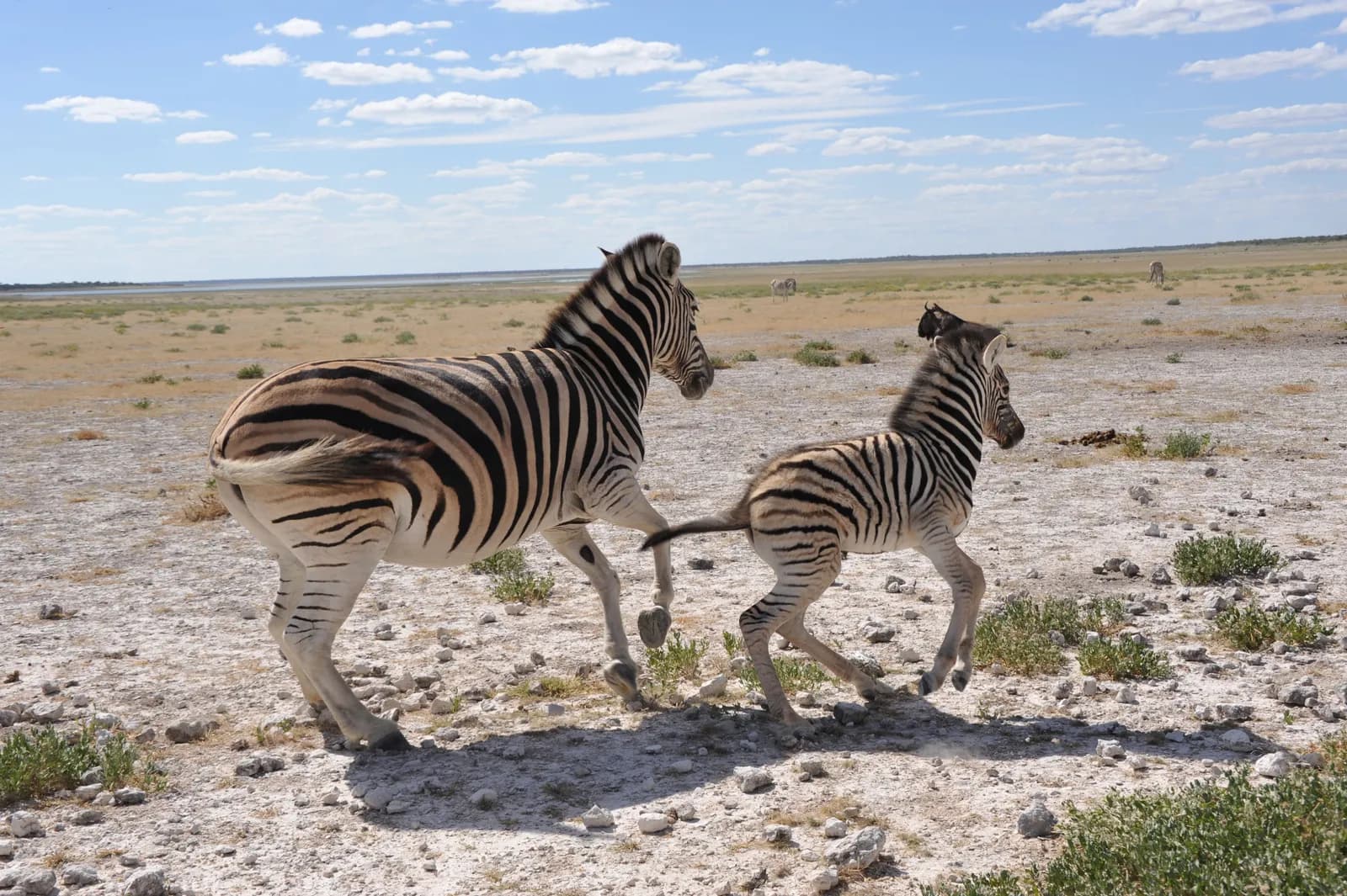 Mother zebra and her foal running across the dry african savanna landscape in bright daylight