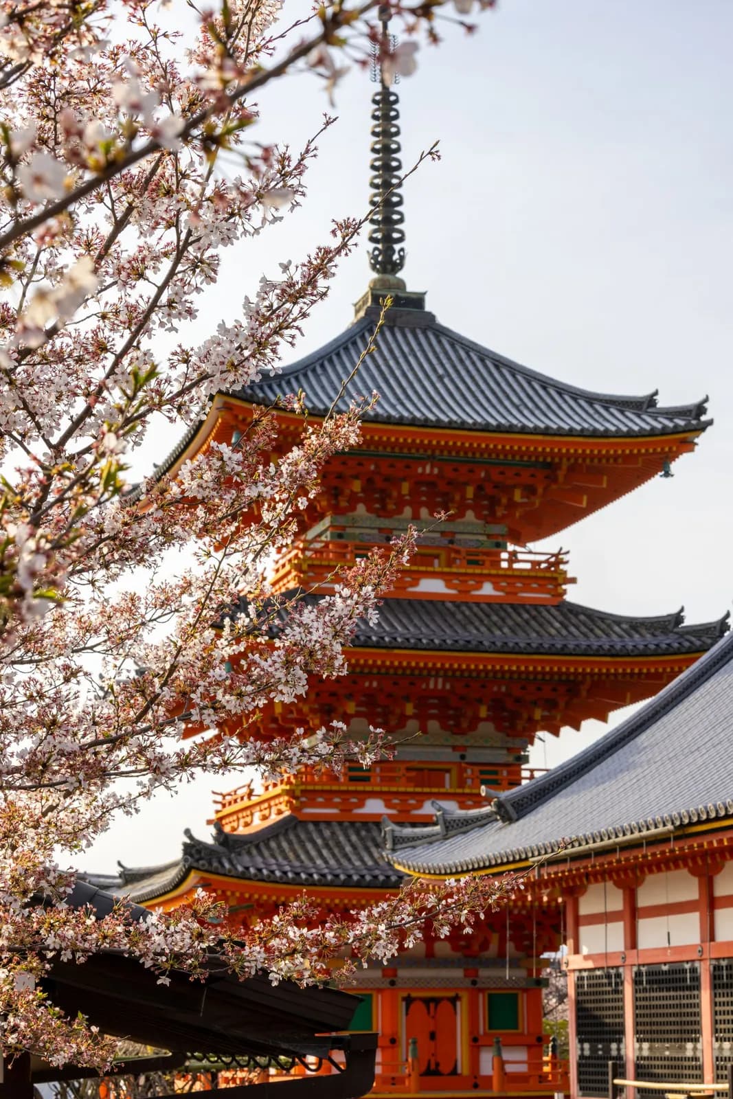 Traditional japanese pagoda temple with blooming cherry blossoms in spring season