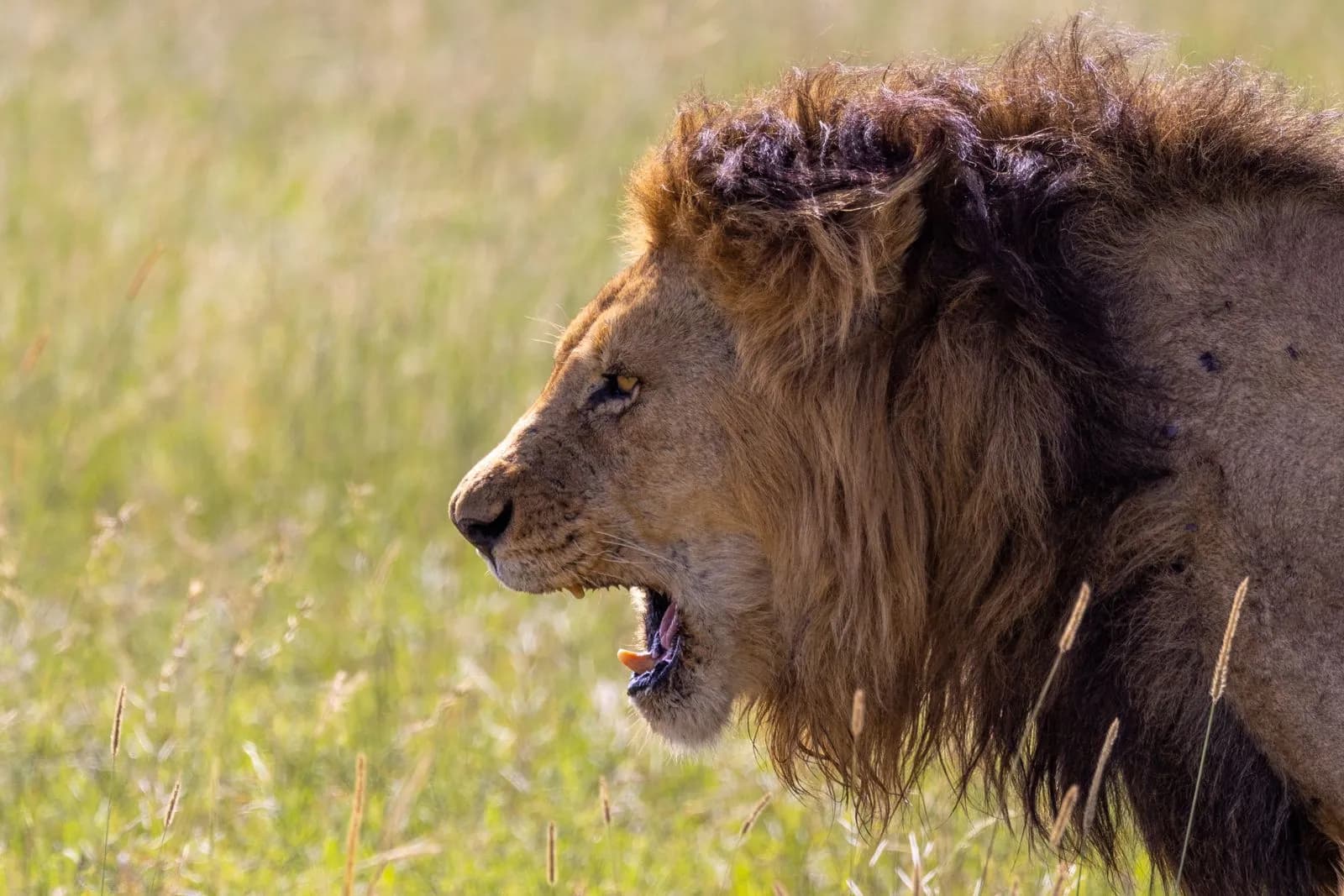Majestic male lion roaring in the african savanna grassland during a sunny day in the wild