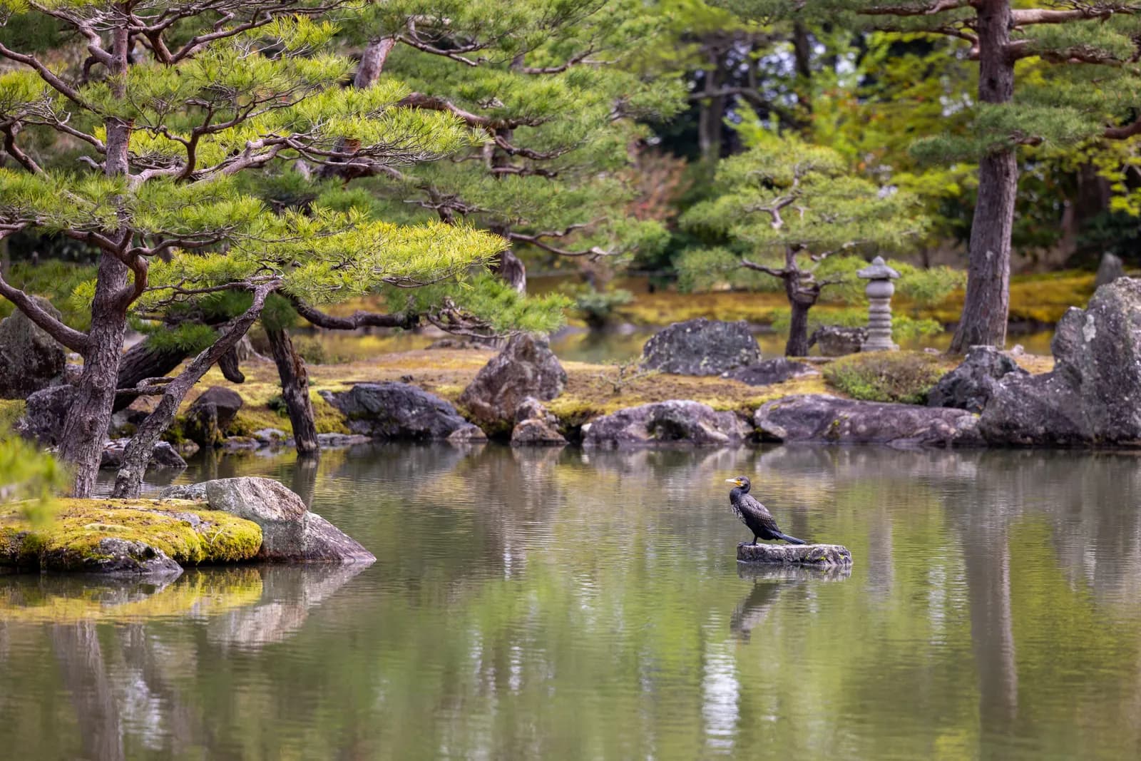 Cormorant bird standing on a stone in a peaceful japanese garden pond with pine trees and moss