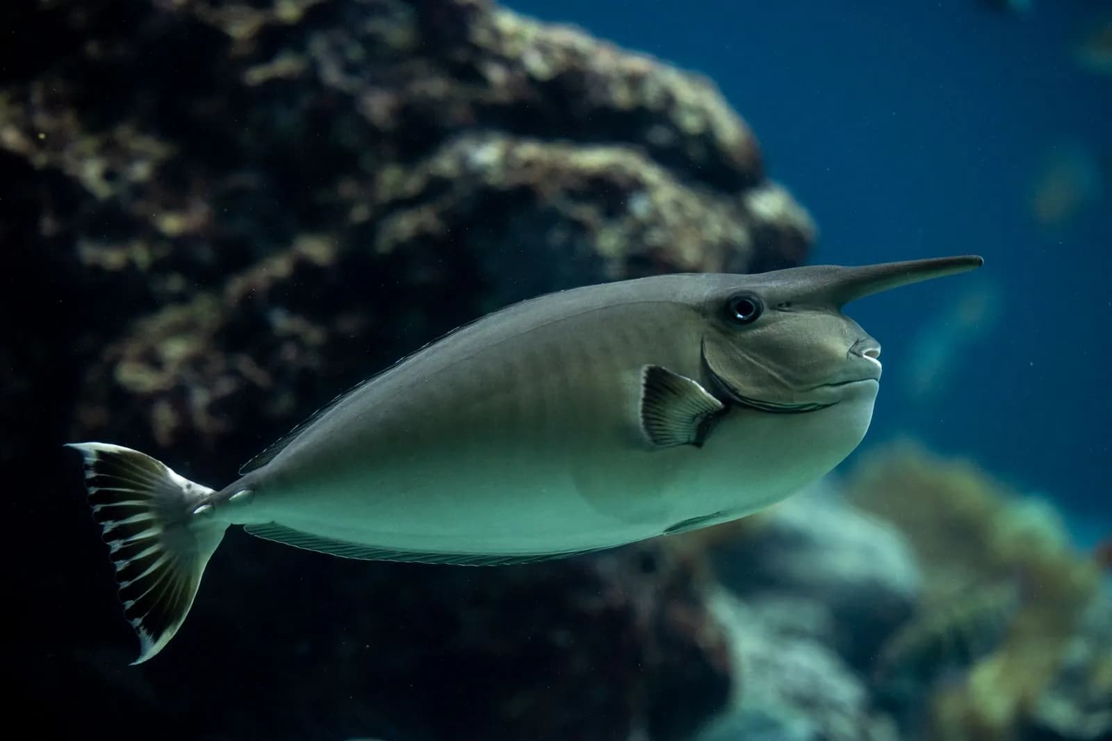 Unicorn fish swimming underwater in a coral reef environment for marine life nature background