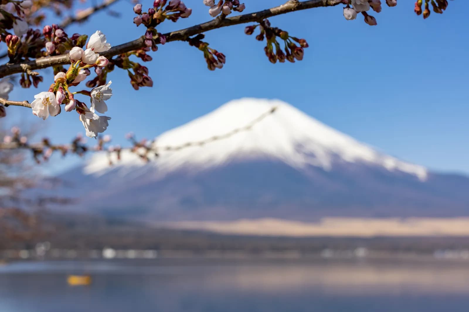 Mount fuji view with blooming cherry blossoms in spring season at lake kawaguchi in japan