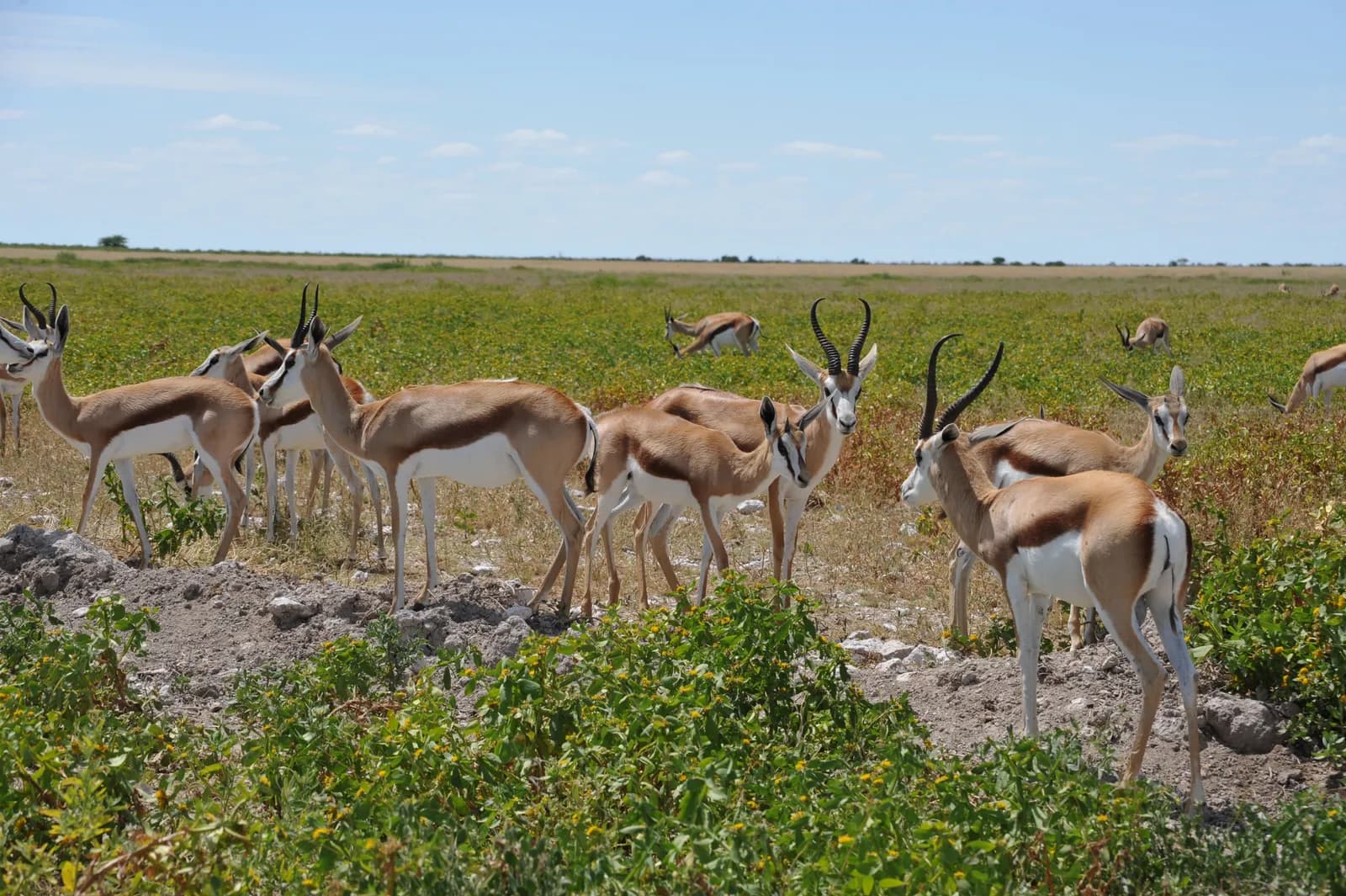 Herd of springbok antelopes grazing in the open african savanna grassland on a sunny day