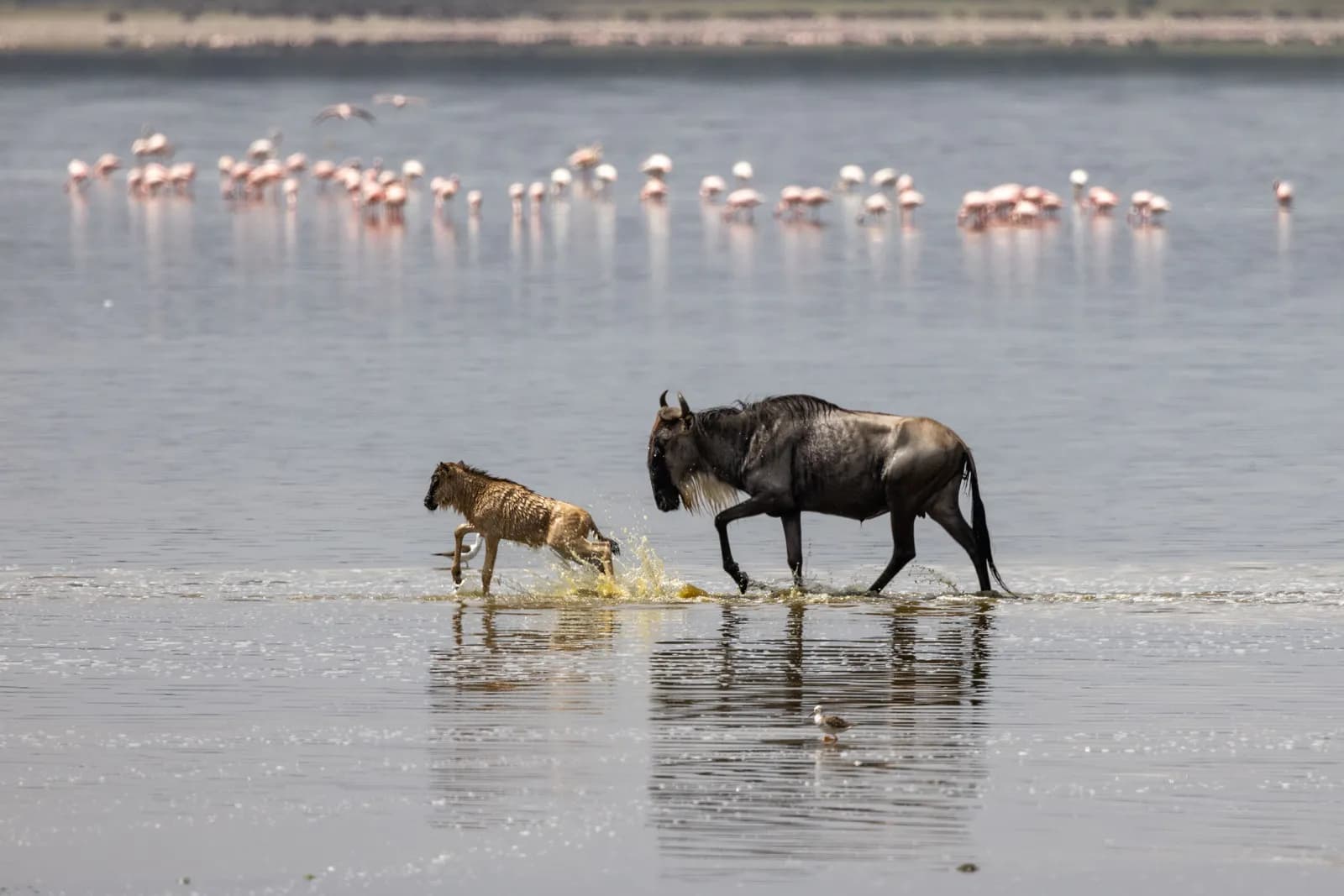 Wildebeest mother and calf walking through shallow water in tanzania safari