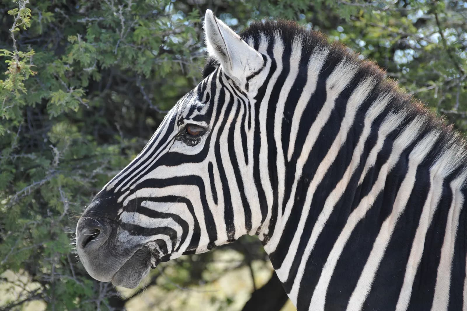 Close up profile portrait of a wild zebra standing in the african savanna wilderness