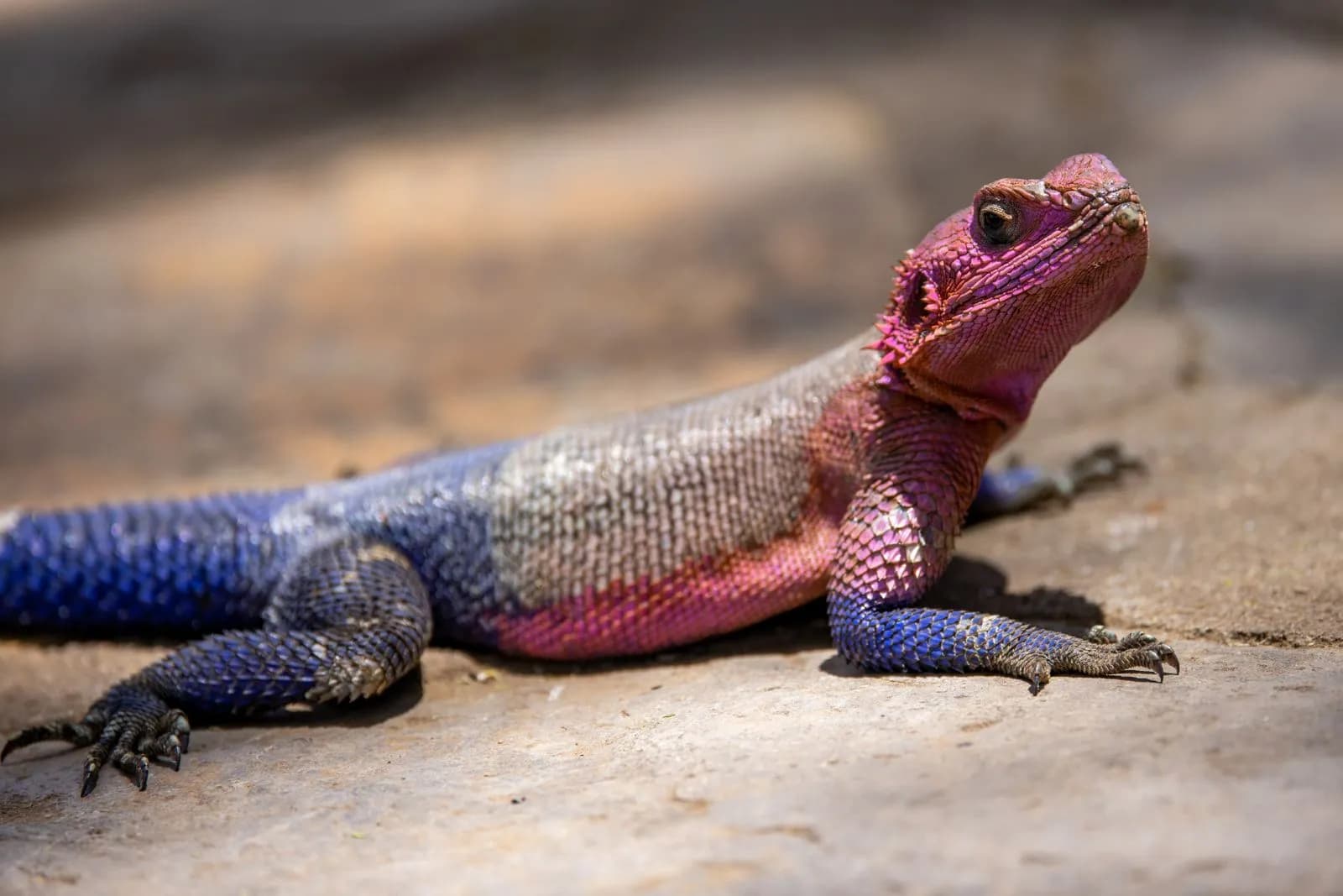 Colorful blue and pink lizard resting on natural rock surface