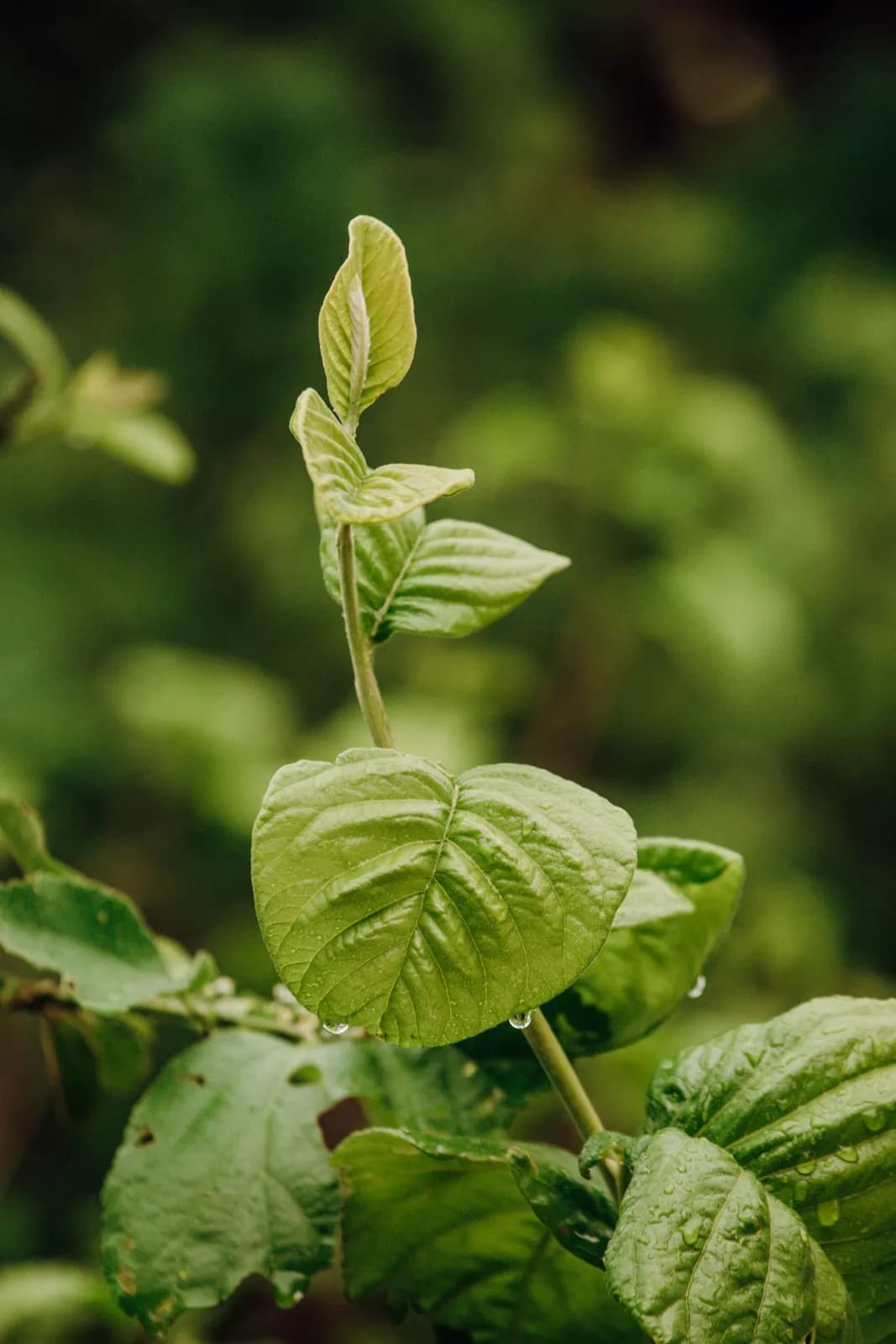 Fresh basil plant growing in lush green garden with emerging flower bud