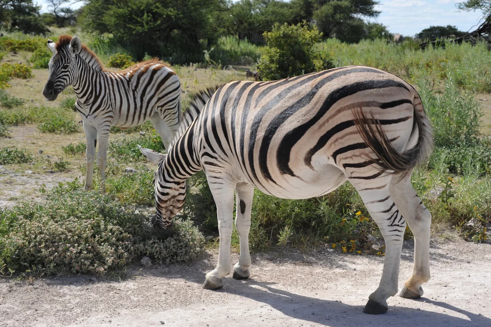 Two wild zebras grazing in the african savanna landscape during a sunny day in the wilderness