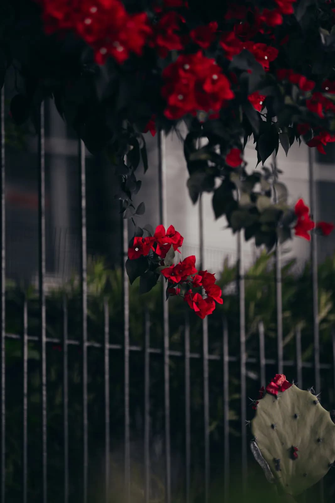 Vibrant red bougainvillea flowers blooming on a dark metal fence in a garden setting