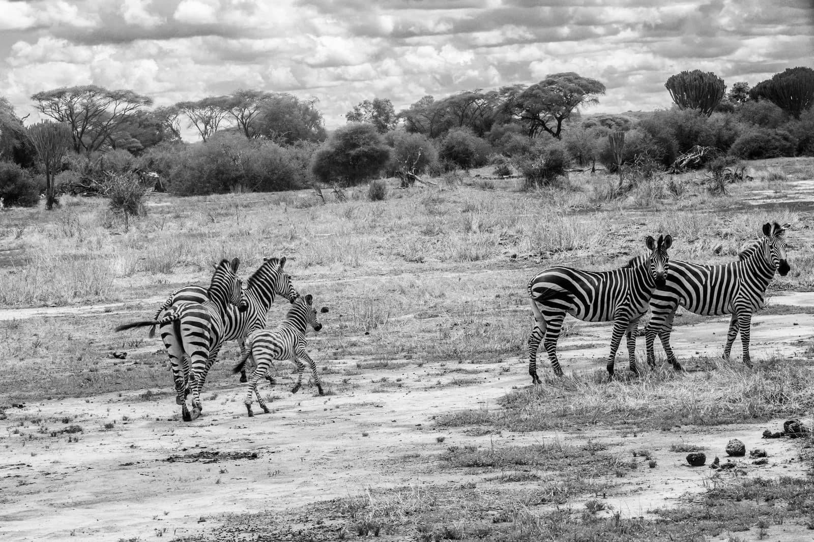 Zebras running and standing in African savanna grassland with trees