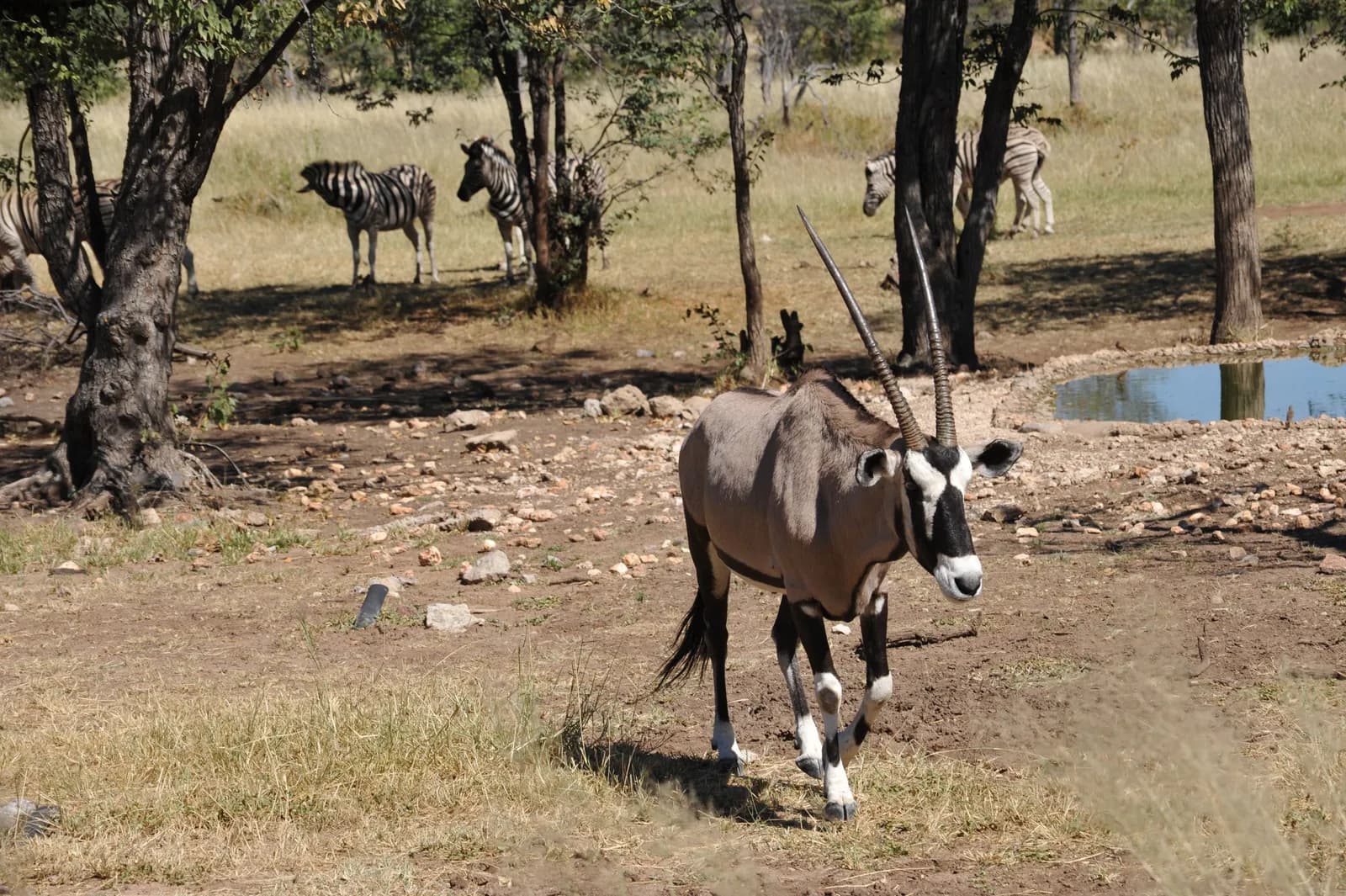 Gemsbok antelope walking in african savanna with zebras in background
