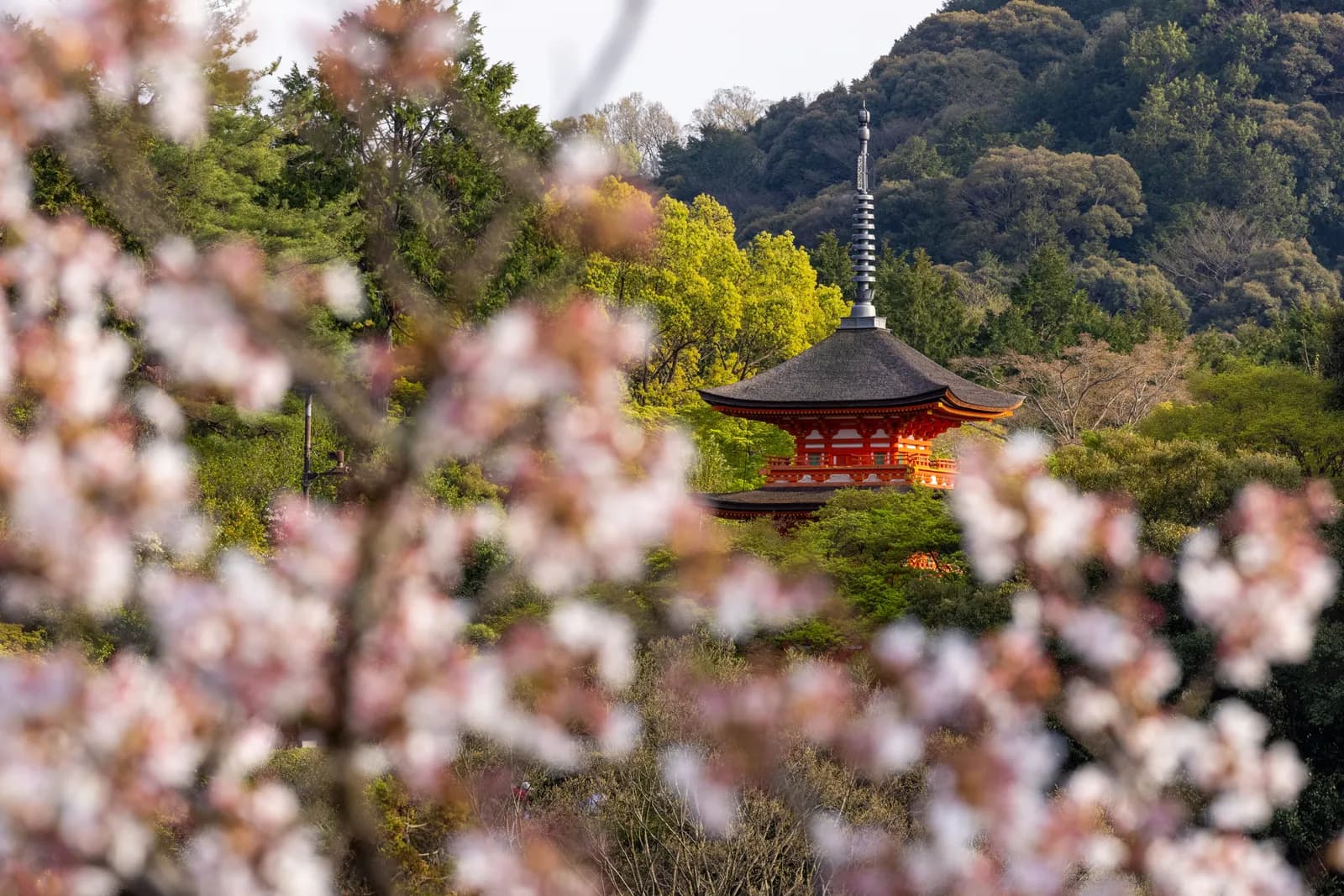 Traditional japanese pagoda temple surrounded by blooming cherry blossoms in spring season