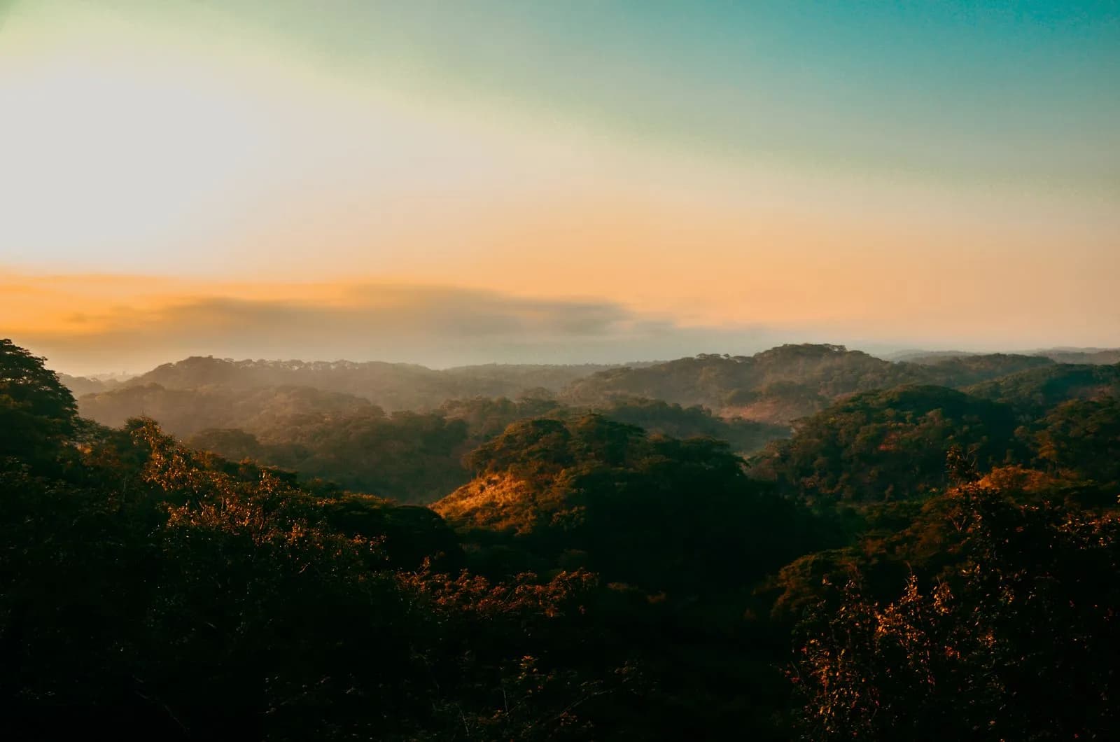 Panoramic view of tropical rainforest hills during a golden hour sunset in the jungle wilderness
