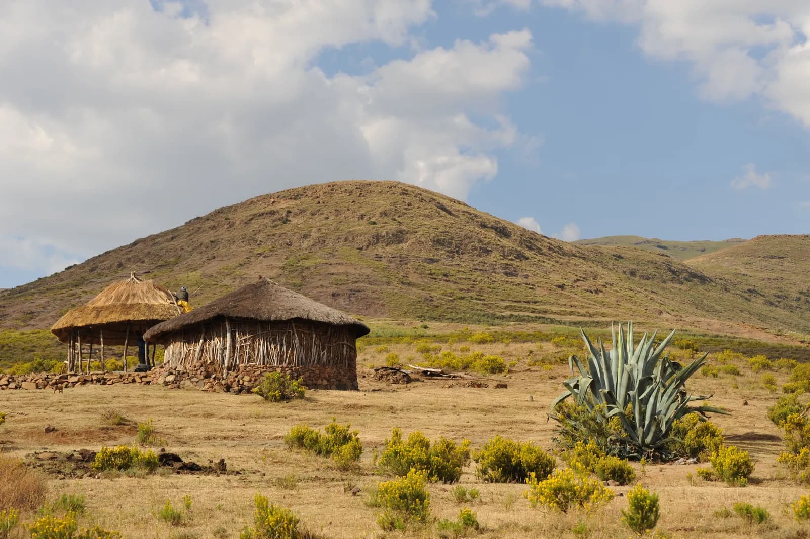 Traditional thatched huts in a rural african landscape with agave plant and mountain background