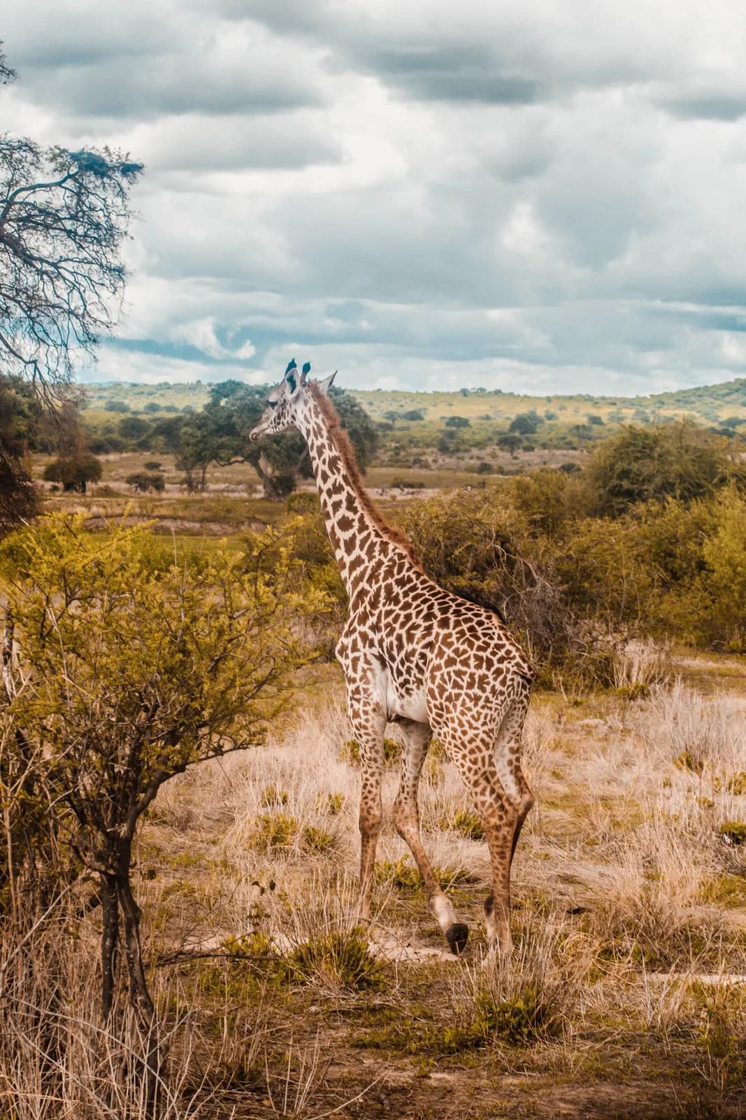 Wild giraffe walking through the african savanna landscape under a cloudy sky