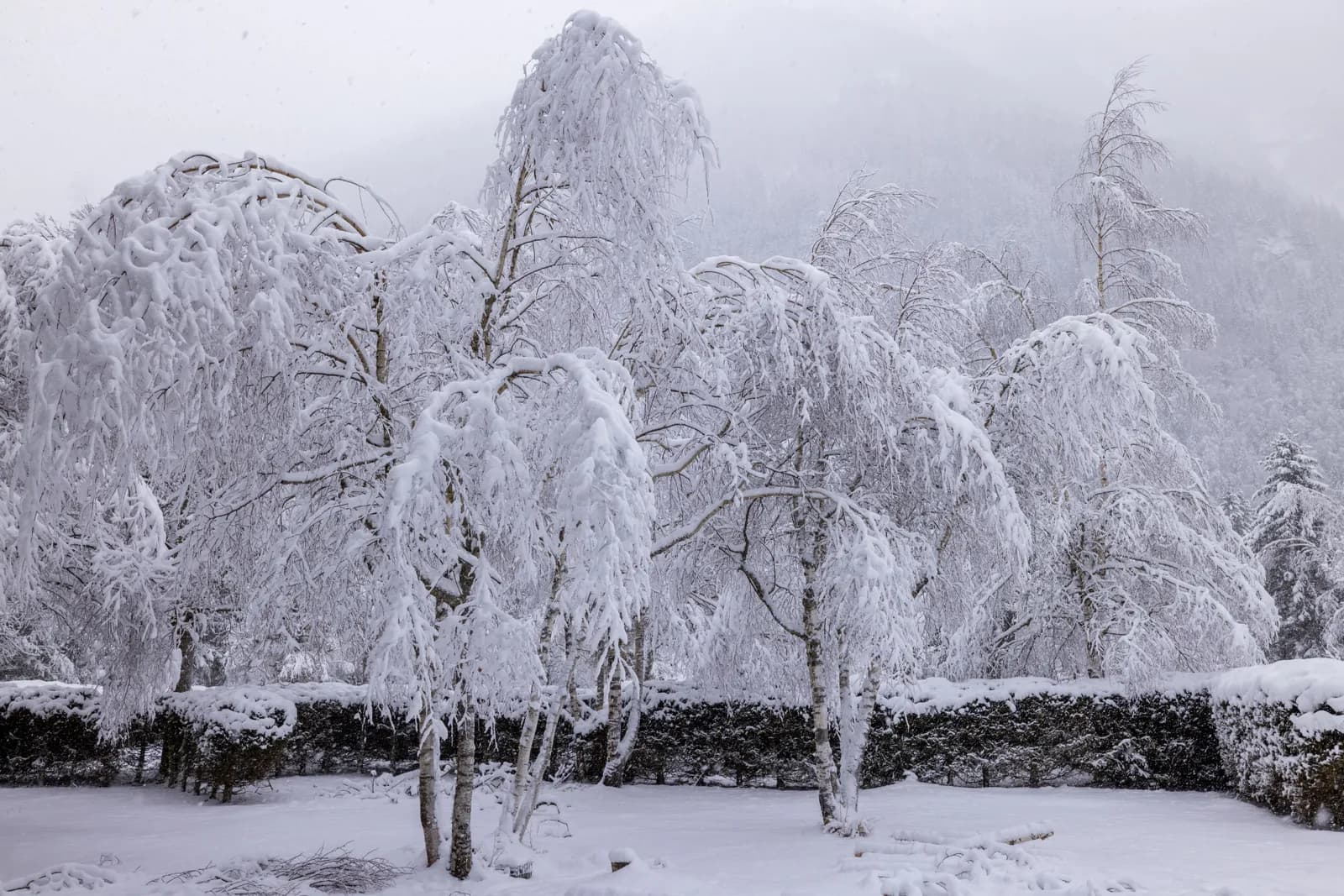 Heavy snowfall covering trees and garden in winter landscape