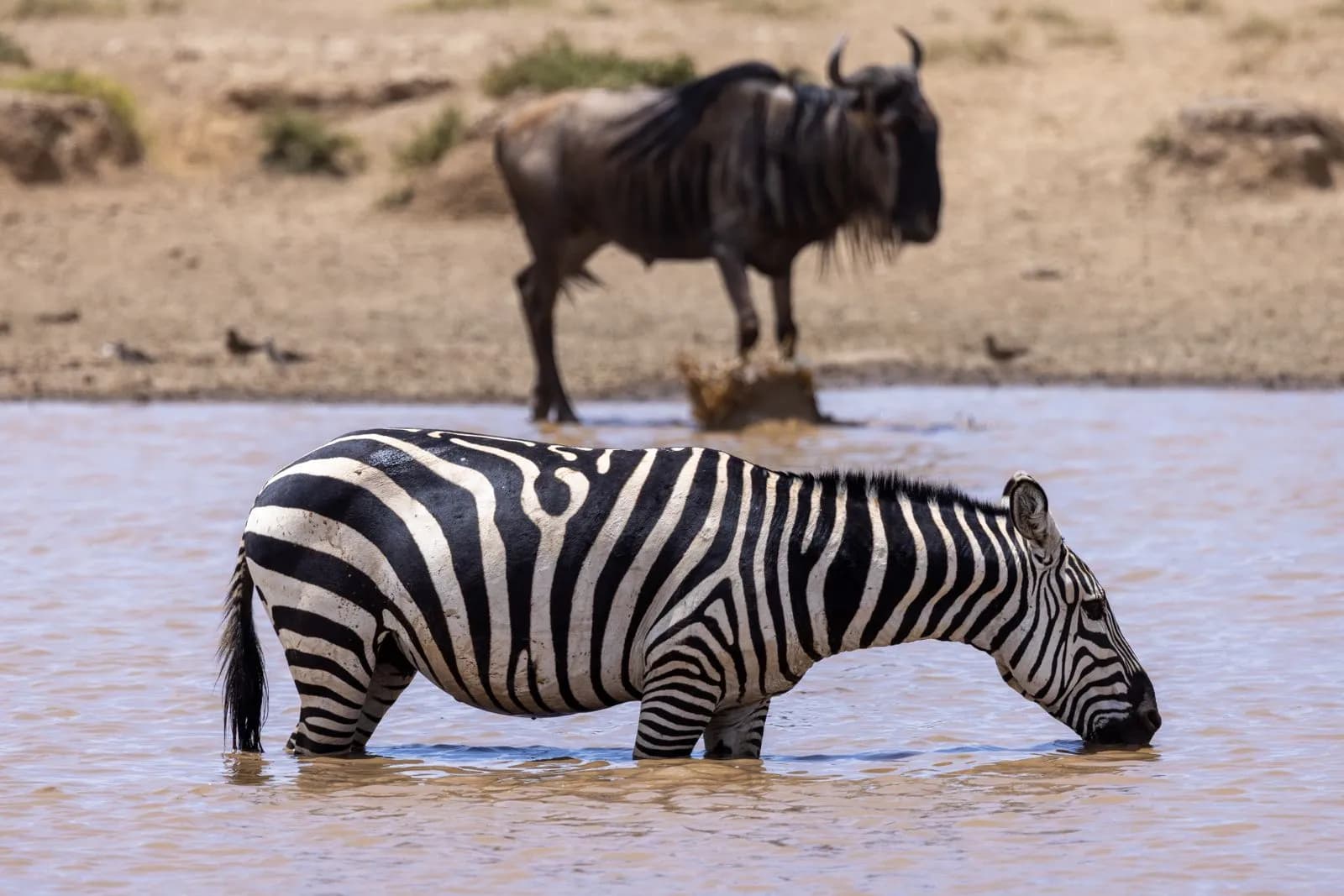 Zebra drinking water in a river with a wildebeest standing in the background in african savanna