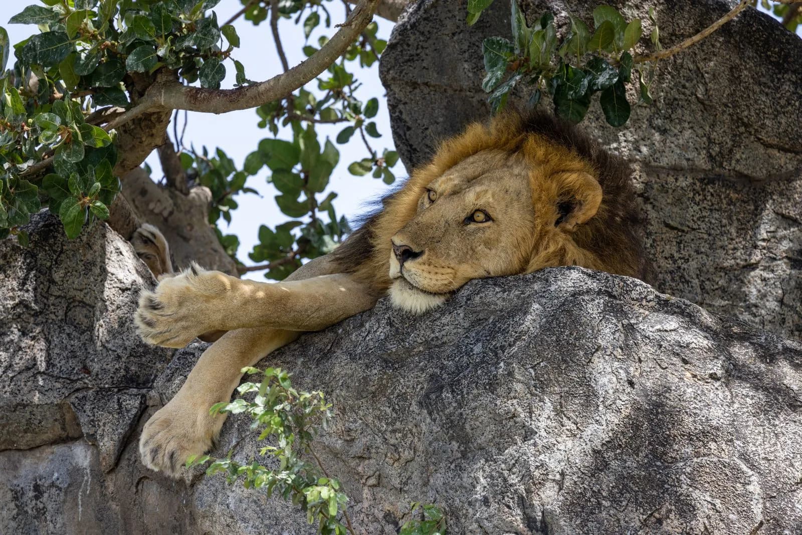 Majestic male lion resting on a large tree branch in the african savanna wilderness