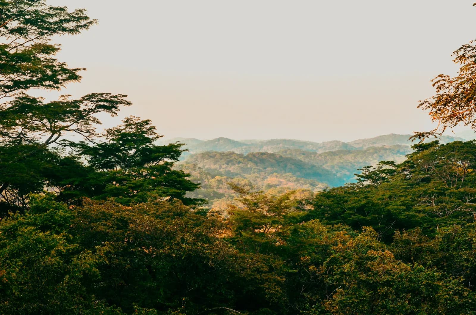 Serene mountain forest landscape with golden hour lighting and dense greenery