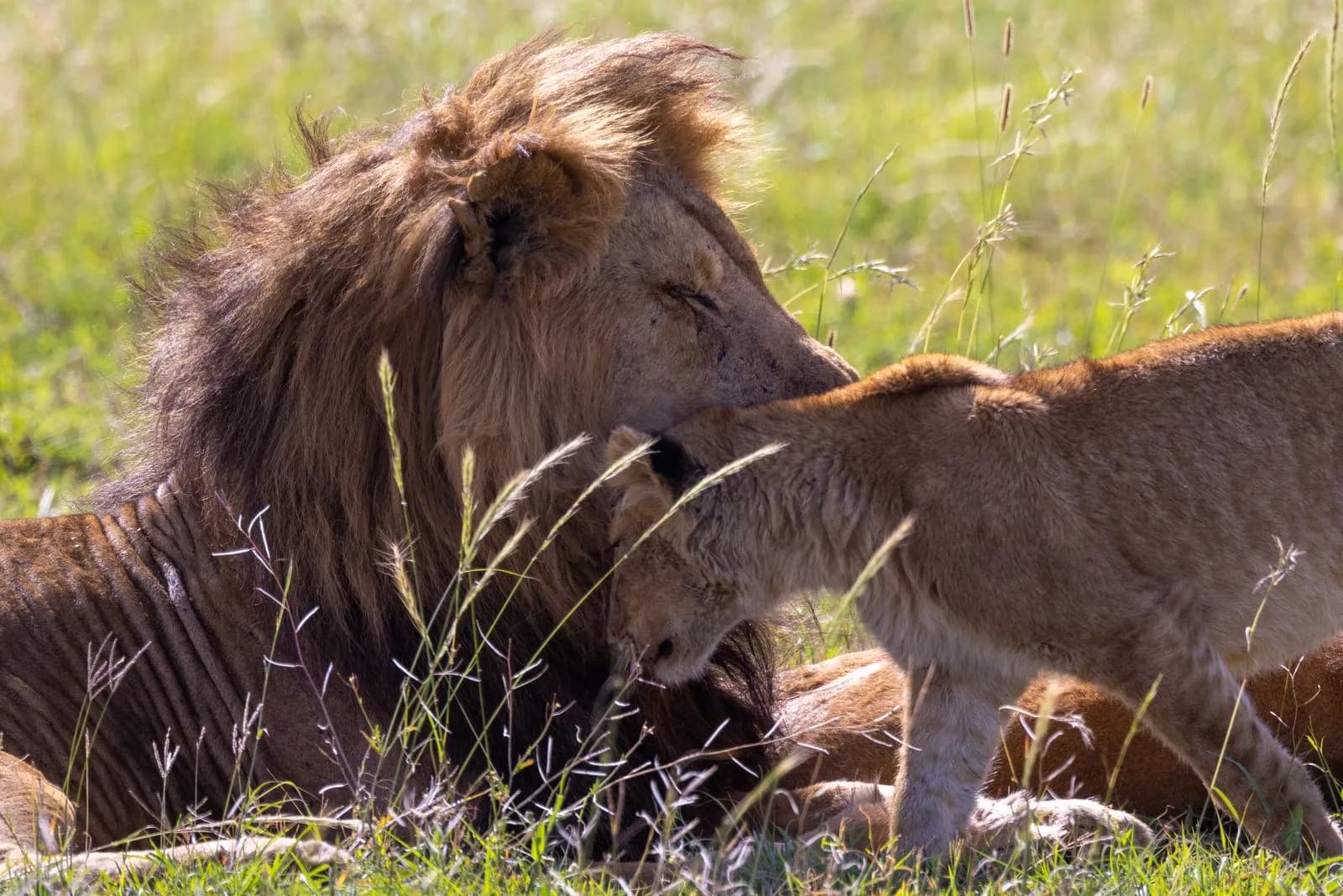 Male lion grooming a young cub in the african savanna wilderness during a sunny day