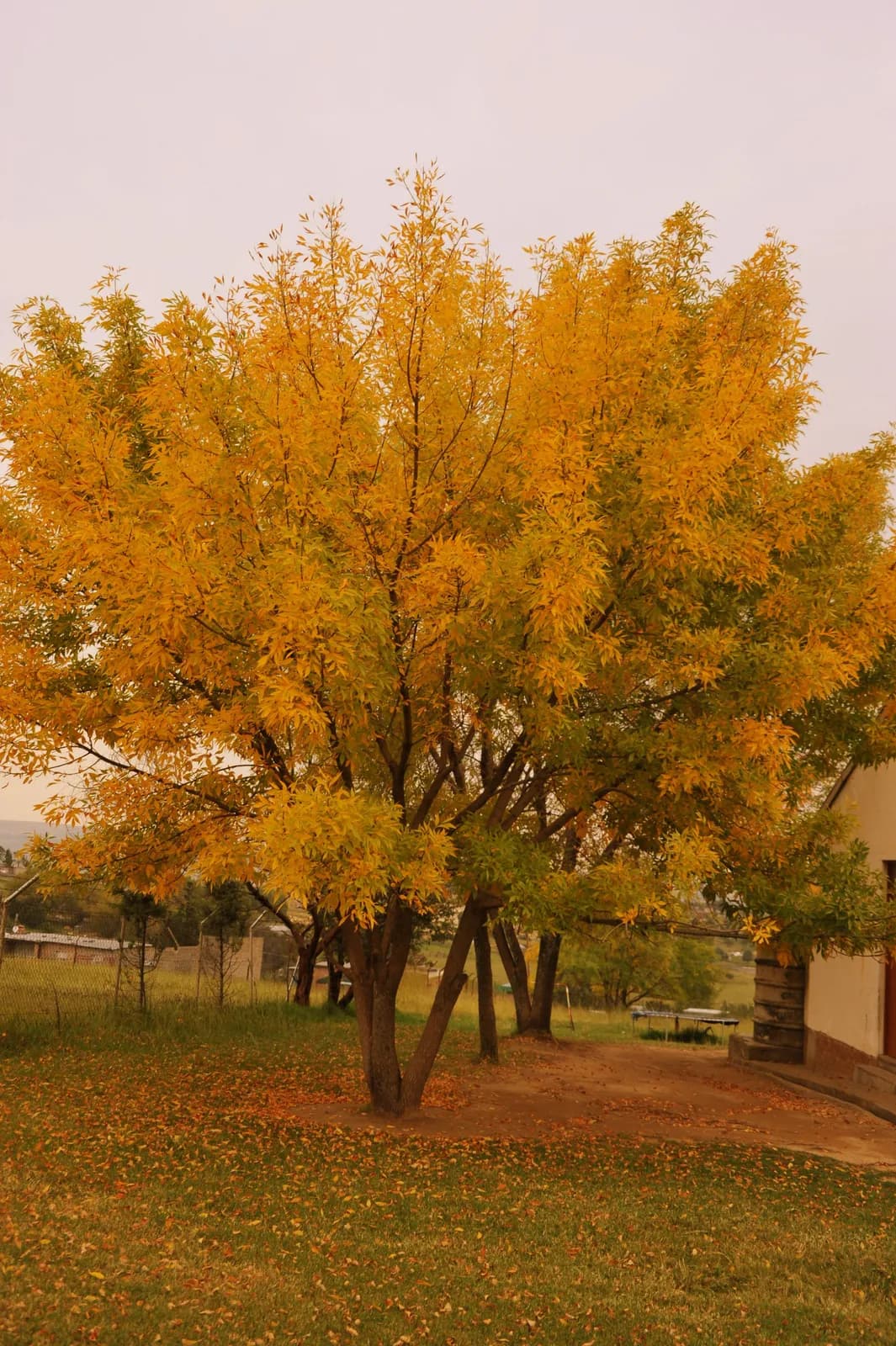 Vibrant yellow autumn tree standing in a grassy backyard during a peaceful fall season afternoon