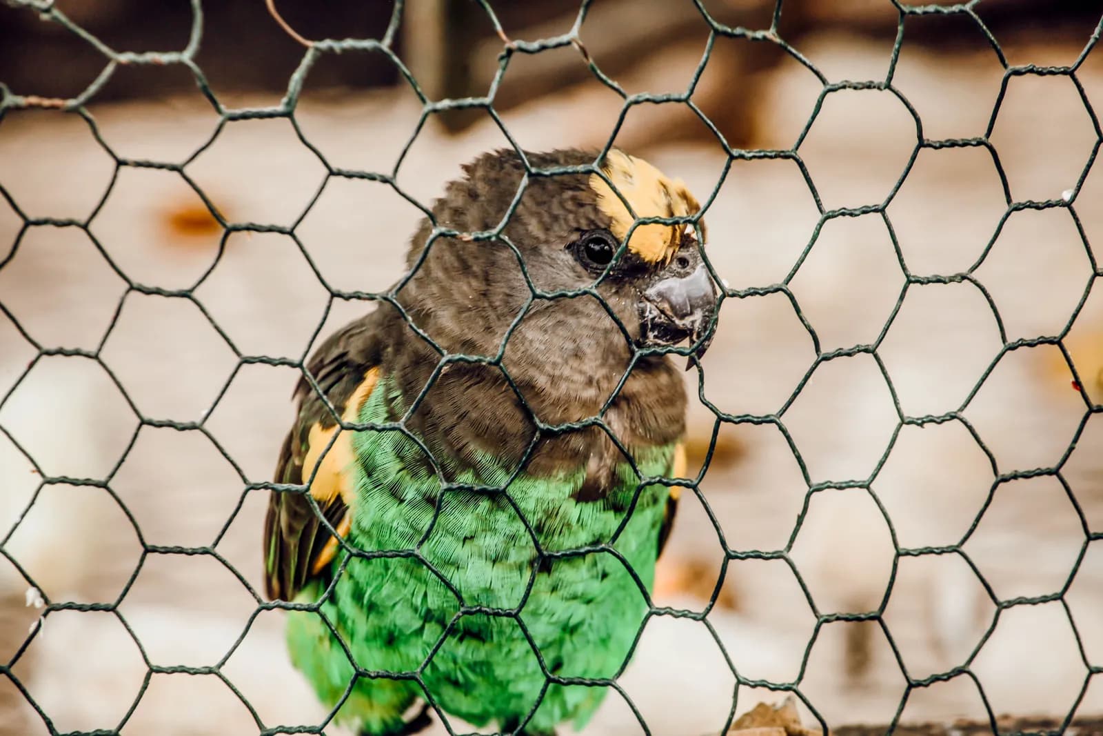 Cute stuffed animal monkey peeking through green sports net fence