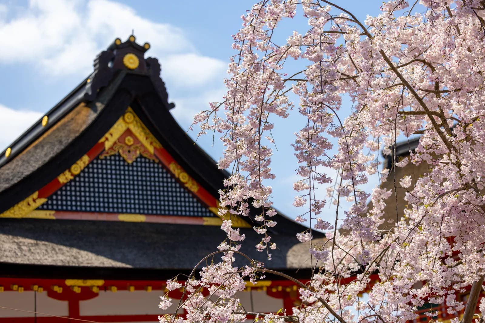 Blooming cherry blossoms in front of a traditional japanese temple roof during spring season