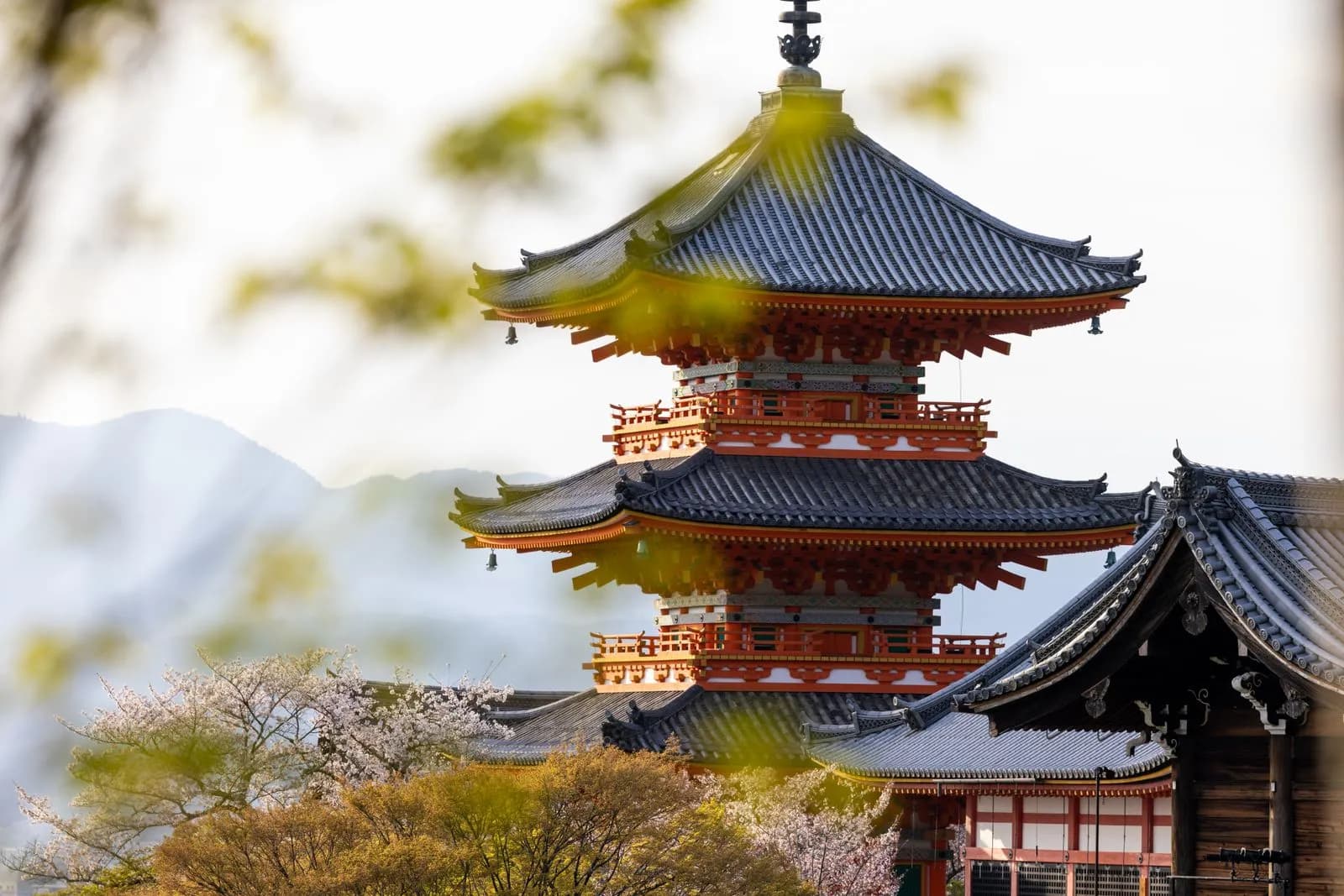 Traditional japanese pagoda temple architecture during spring cherry blossom season in kyoto japan