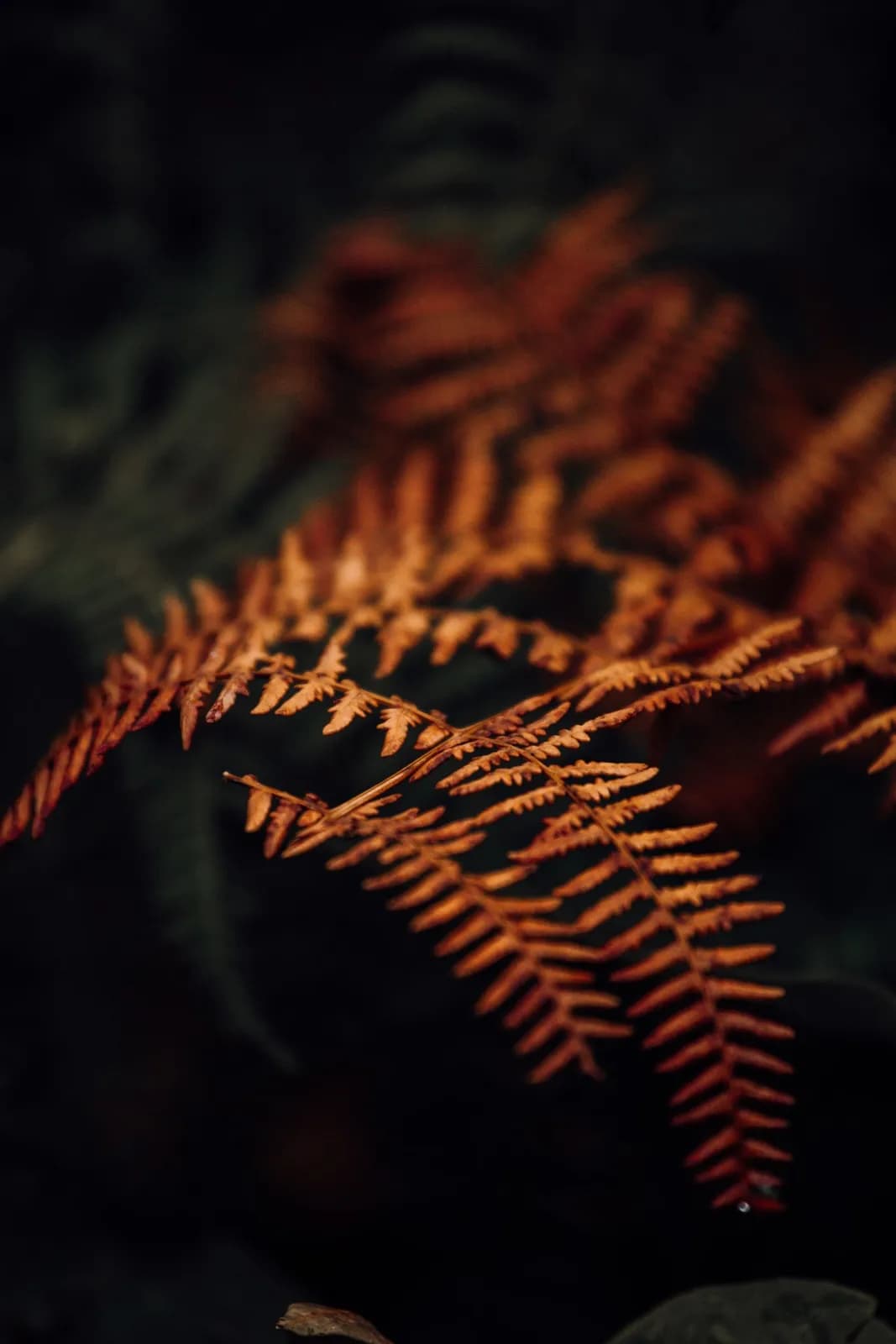 Close up of orange autumn fern leaves in a dark forest setting for seasonal nature background