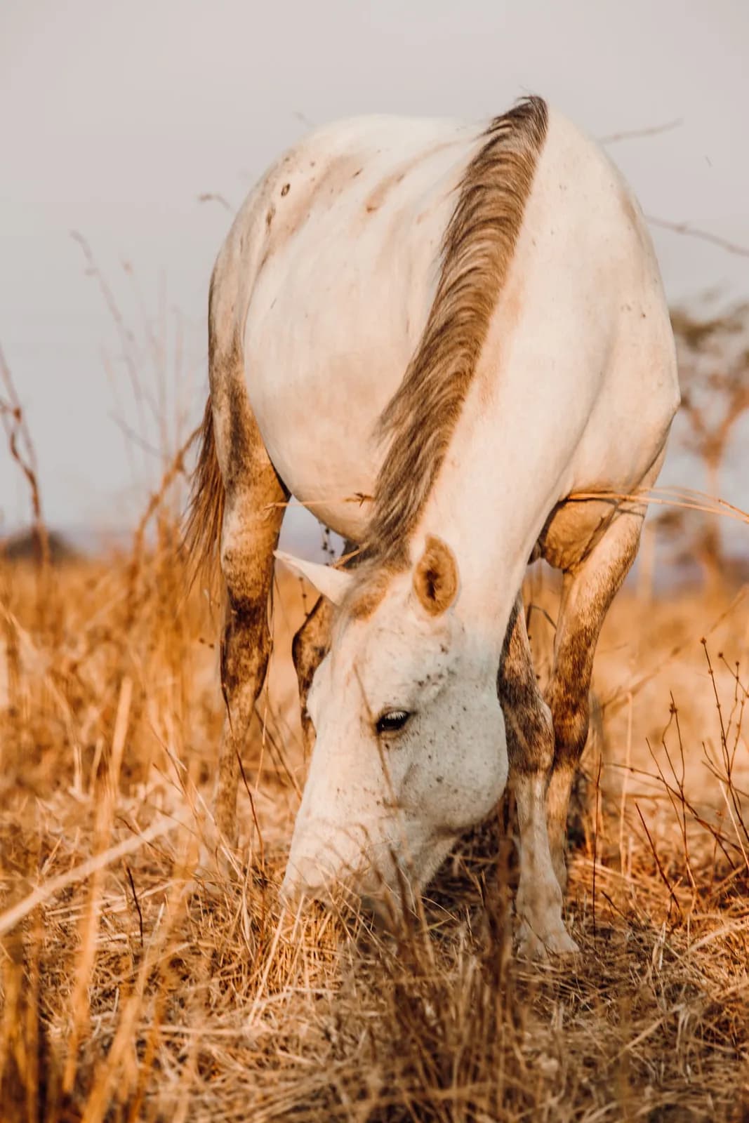 White horse grazing in a dry grassy field during golden hour sunset light