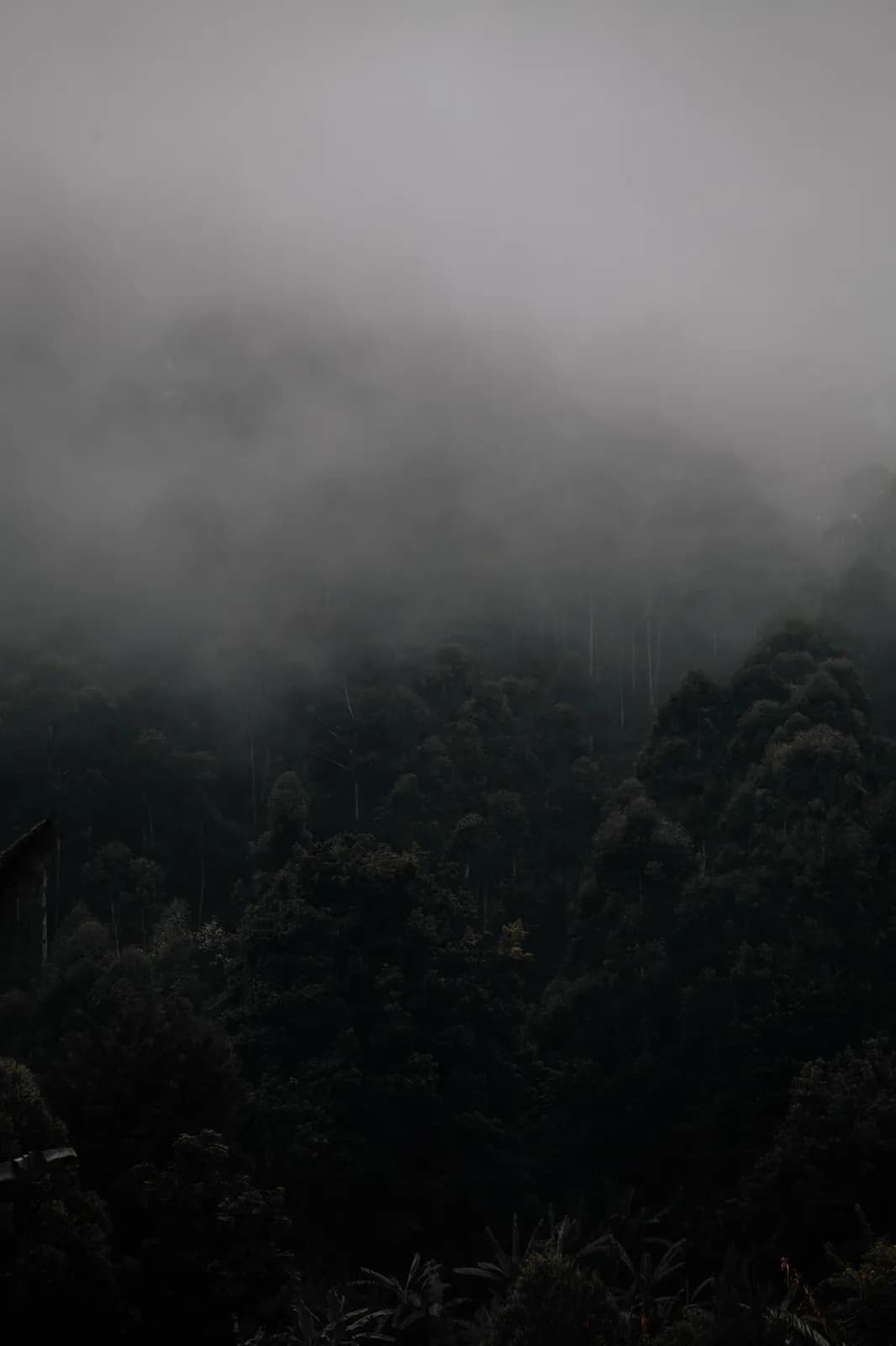 Dense forest landscape covered in thick morning mist and moody atmospheric fog in the mountains