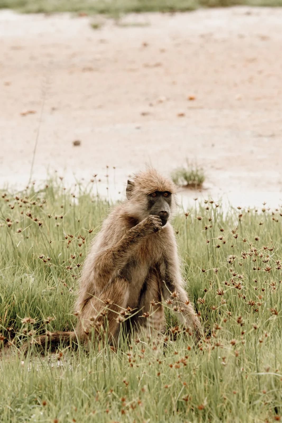 Wild baboon sitting in green grass field eating food in natural african savanna habitat environment