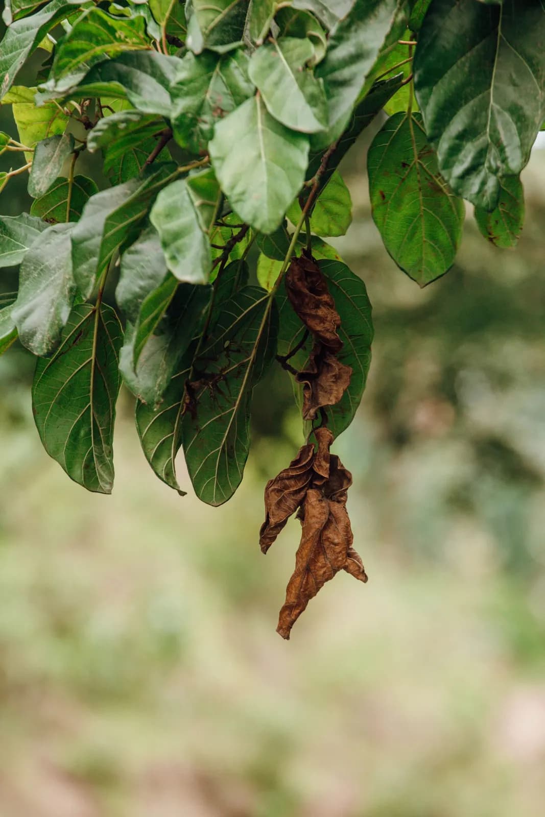 Withered brown leaf hanging from a green tree branch in a garden setting
