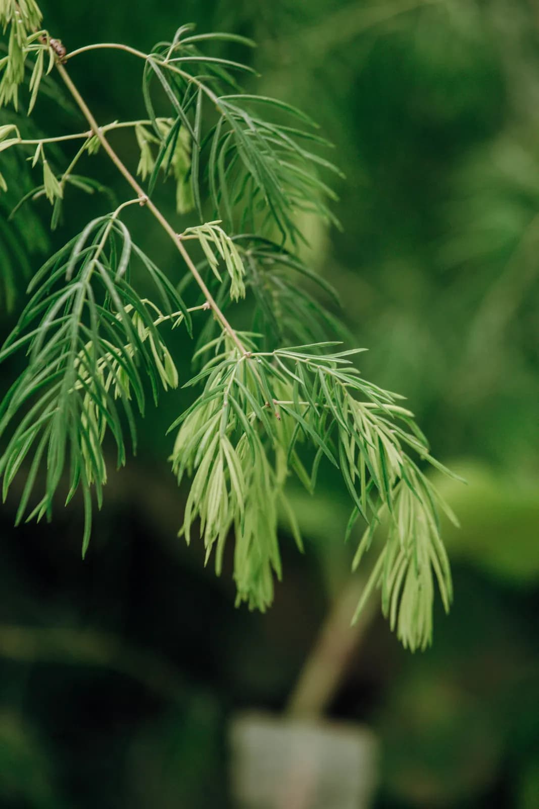 Fresh green conifer branch with delicate needles in natural outdoor setting